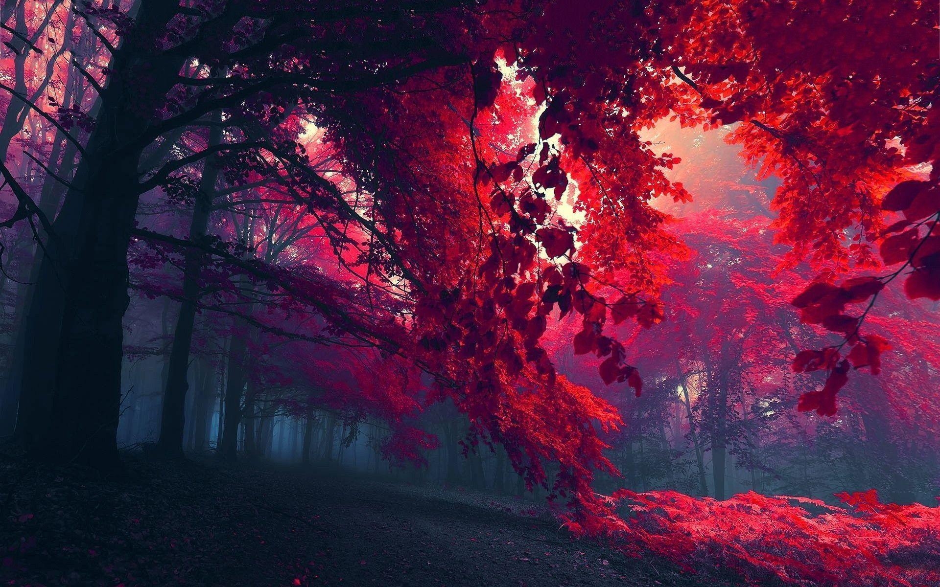 1920x1200 Red autumn wallpaper, Desktop