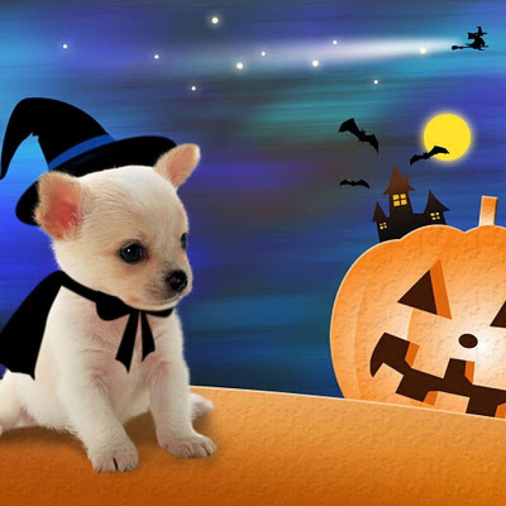 1030x1030 Halloween Dog Wallpaper Free Halloween Dog, Phone