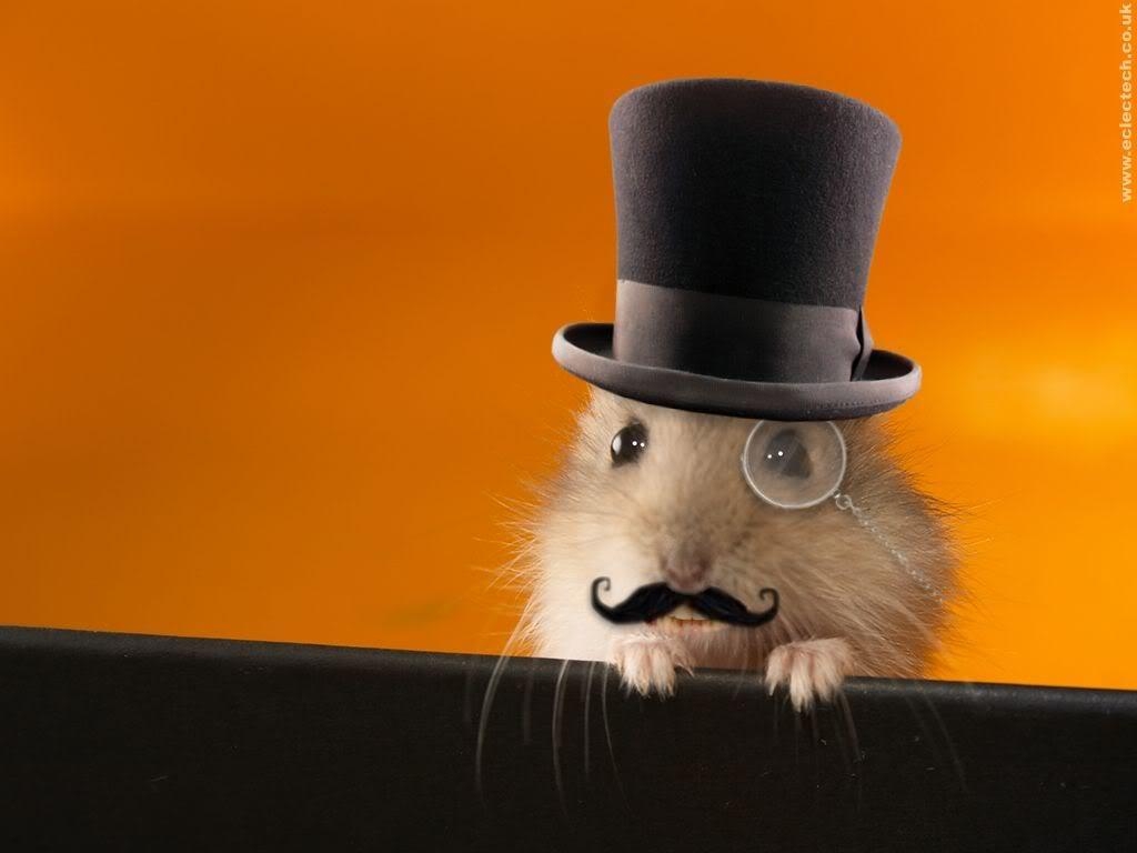 1030x770 Hamster Wallpaper, Best Hamster Wallpaper, Wide High Quality, Desktop