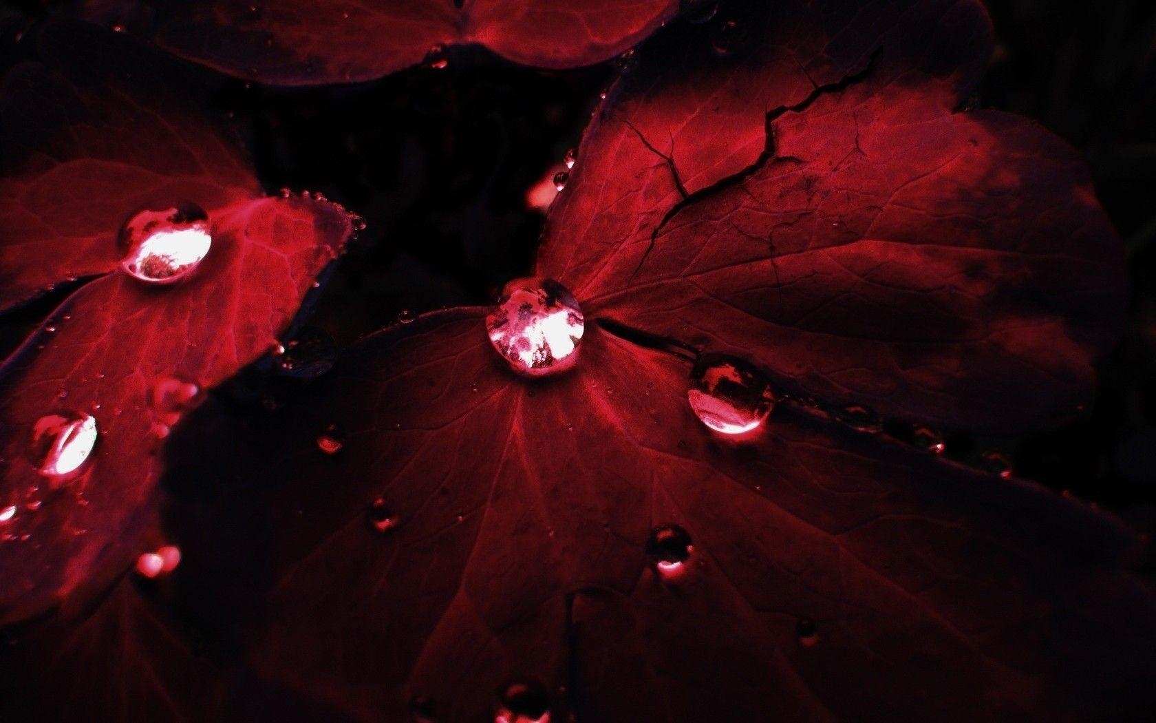 1680x1050 Water Drops on Red Leaf widescreen wallpaper. Wide, Desktop