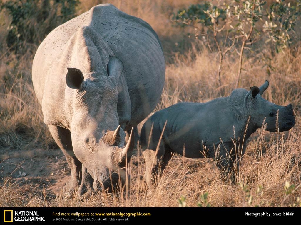 1030x770 White Rhinoceros Picture, White Rhinoceros Desktop Wallpaper, Free, Desktop