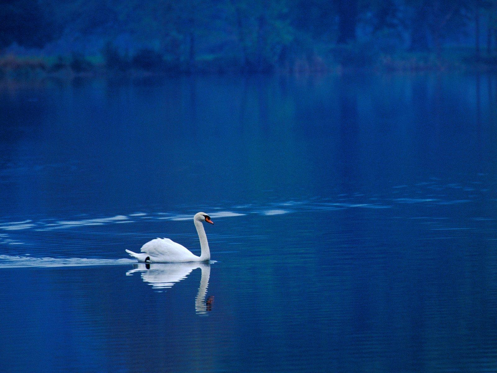 1600x1200 Swan Lake Wallpaper Birds Animals Wallpaper in jpg format, Desktop