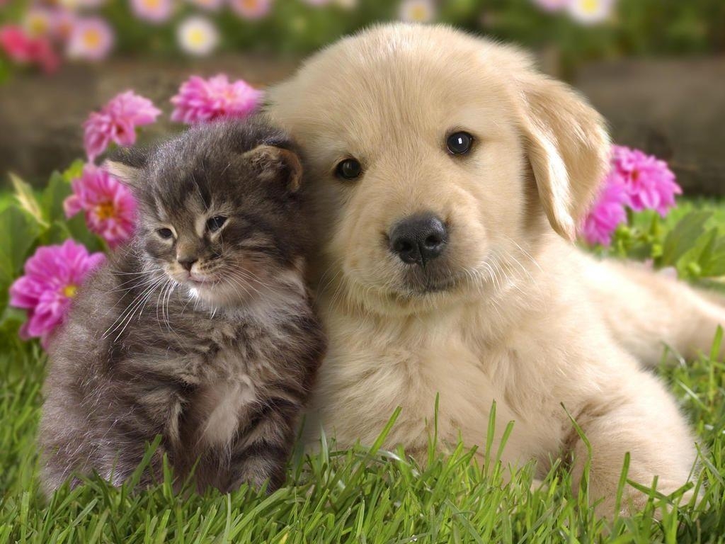 1030x770 Cute Puppy And Kitten Wallpaper. fashionplaceface, Desktop