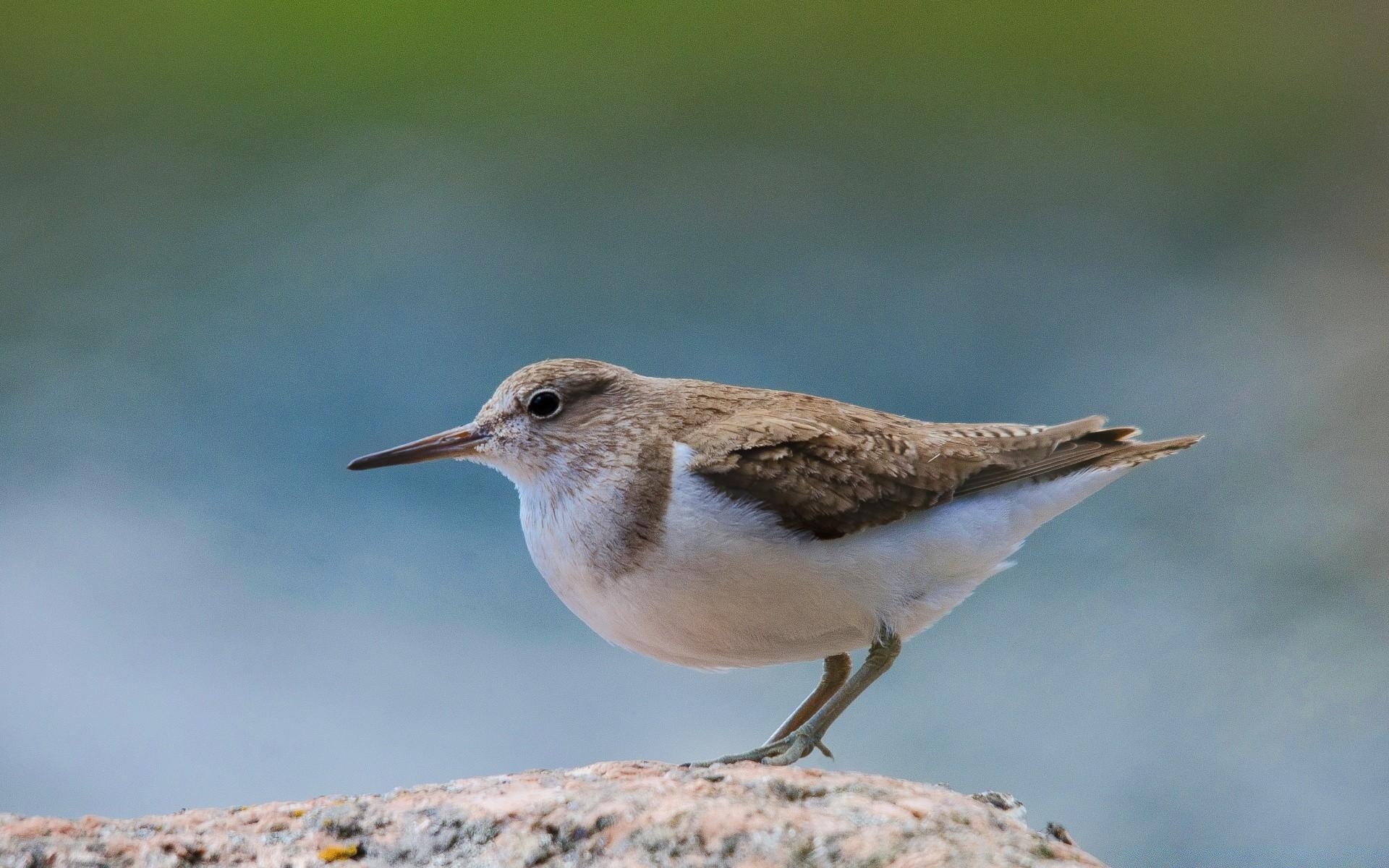 1920x1200 Common Sandpiper, Desktop