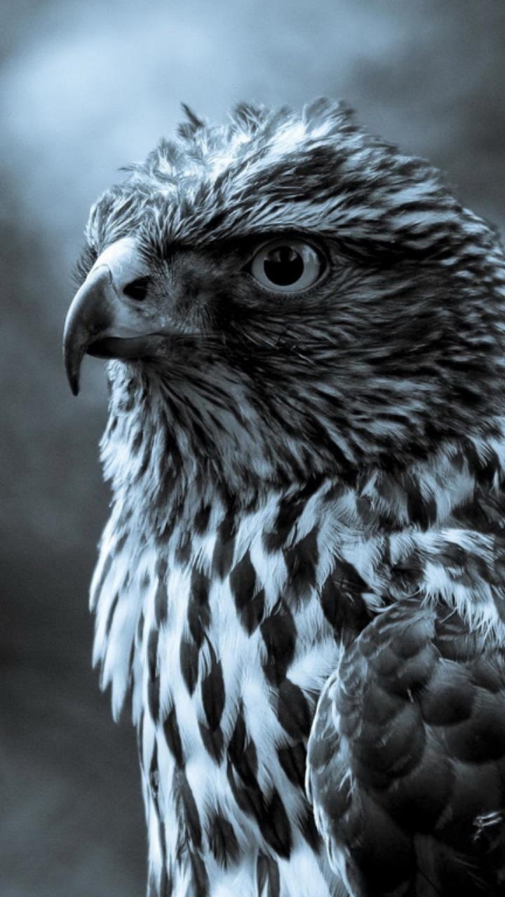 720x1280 white and black check eagle bird wallpaper HD Mobile, Desktop Wallpaper, Phone