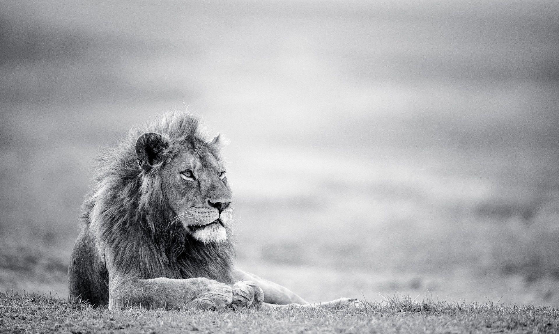 1920x1150 Black And White Lion Wallpaper HD, Desktop