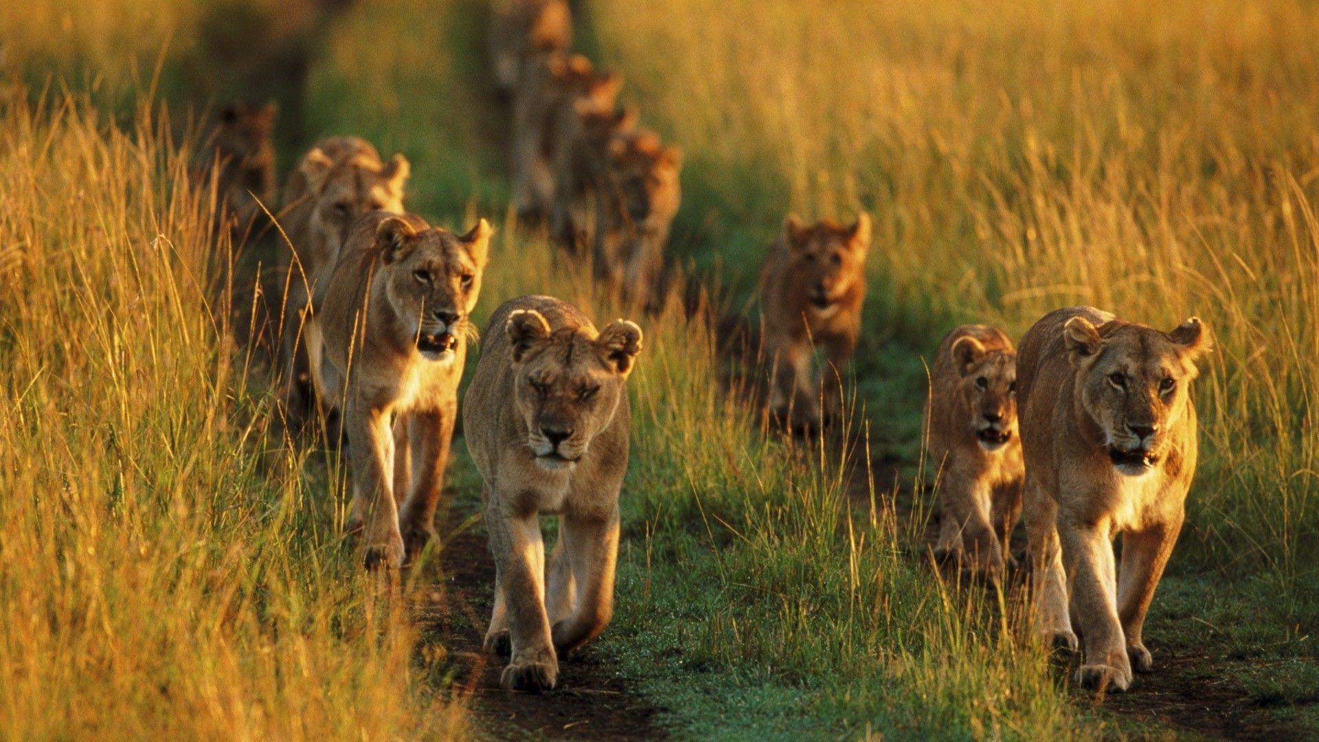 1920x1080 Animals pride national mara lions Kenya wallpaperx1080, Desktop