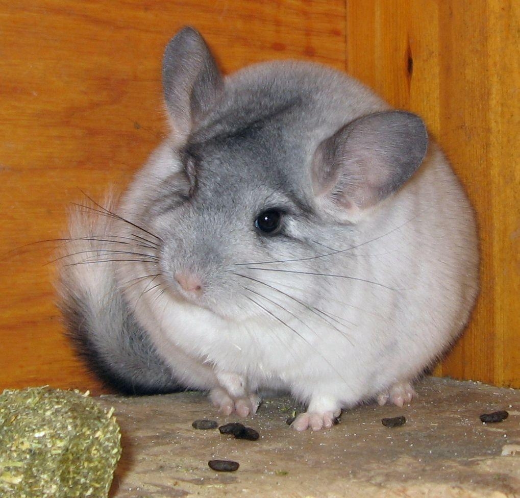 1020x980 Silver mosaic chinchilla Chinchilla. Gifts, Desktop