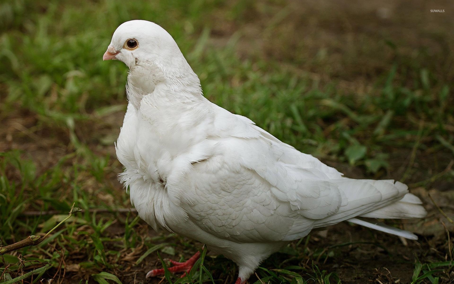 1920x1200 White dove wallpaper wallpaper, Desktop