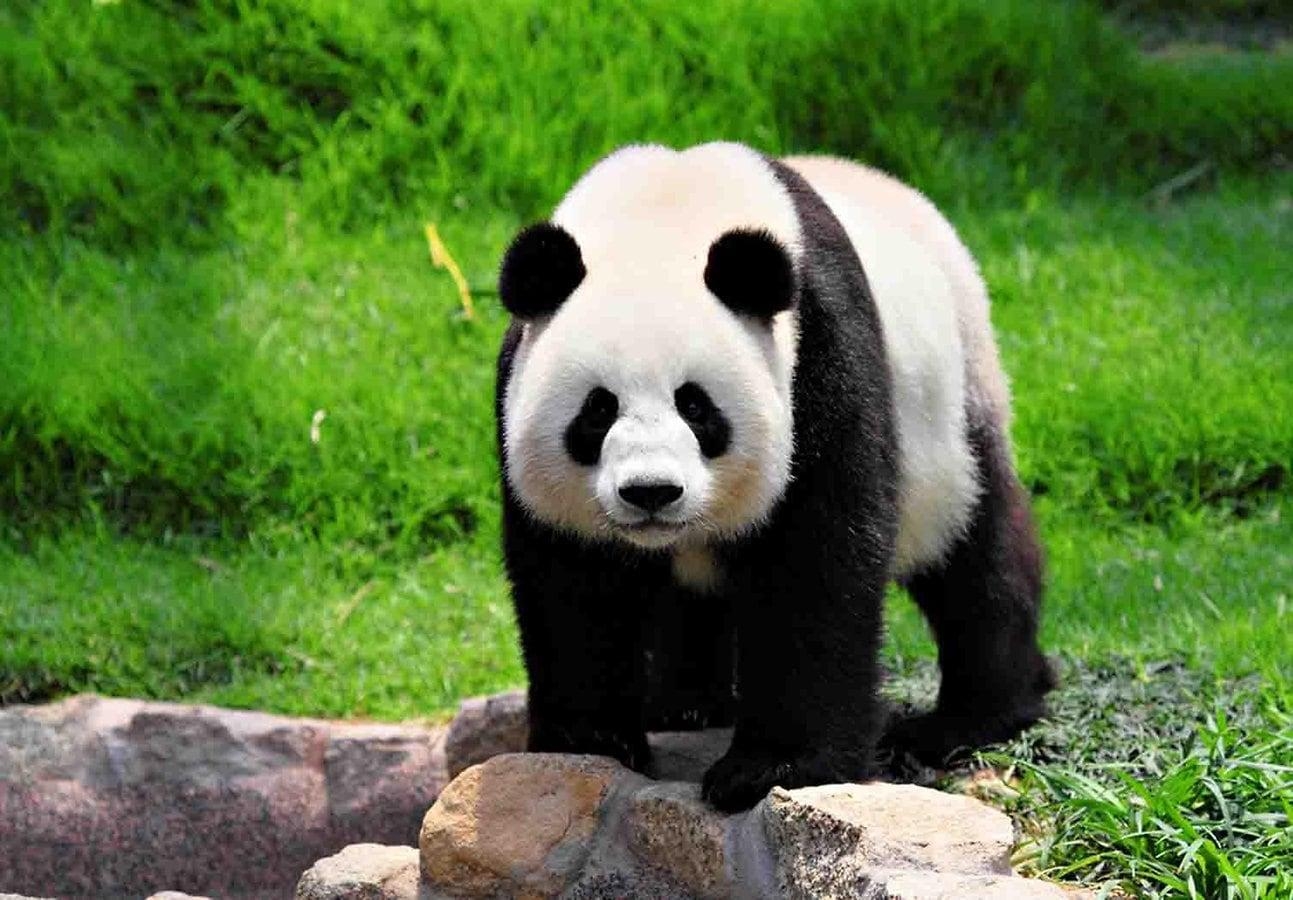 1300x900 Giant Panda Wallpaper, Desktop