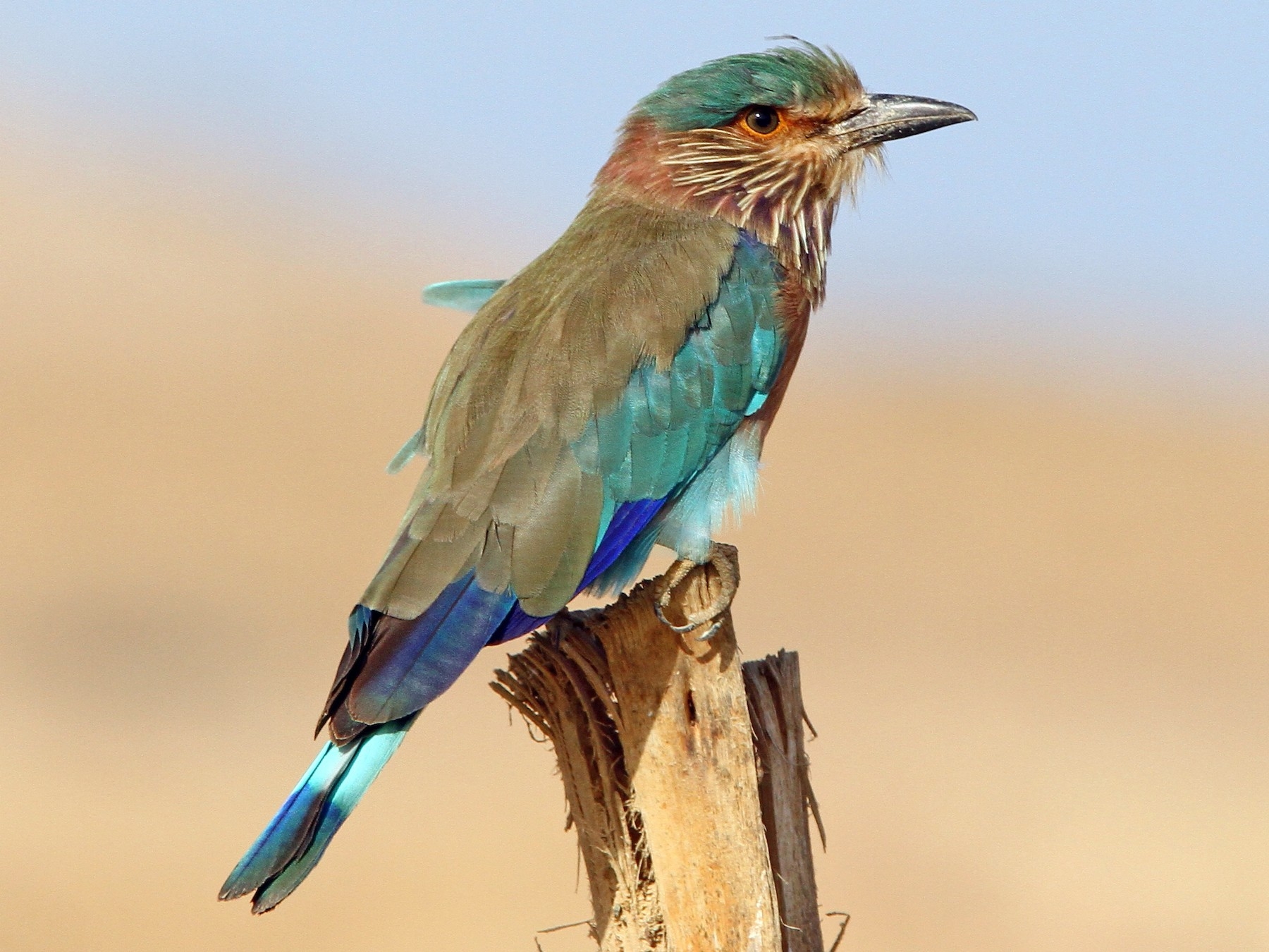 1800x1350 Indian Roller, Desktop