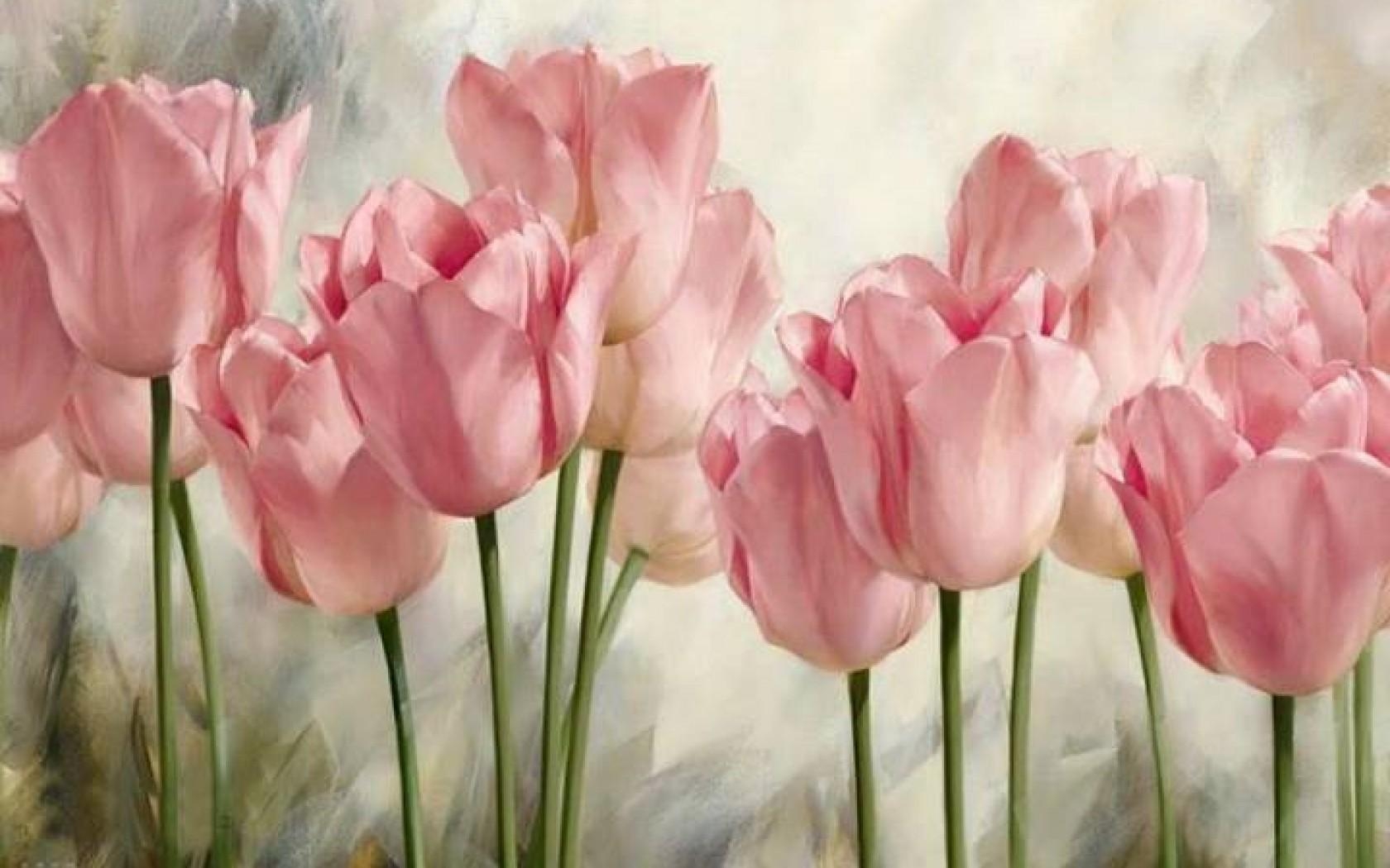 1680x1050 Hd Pink Tulips Closeup Wallpaper PX Pink Tulips HD, Desktop