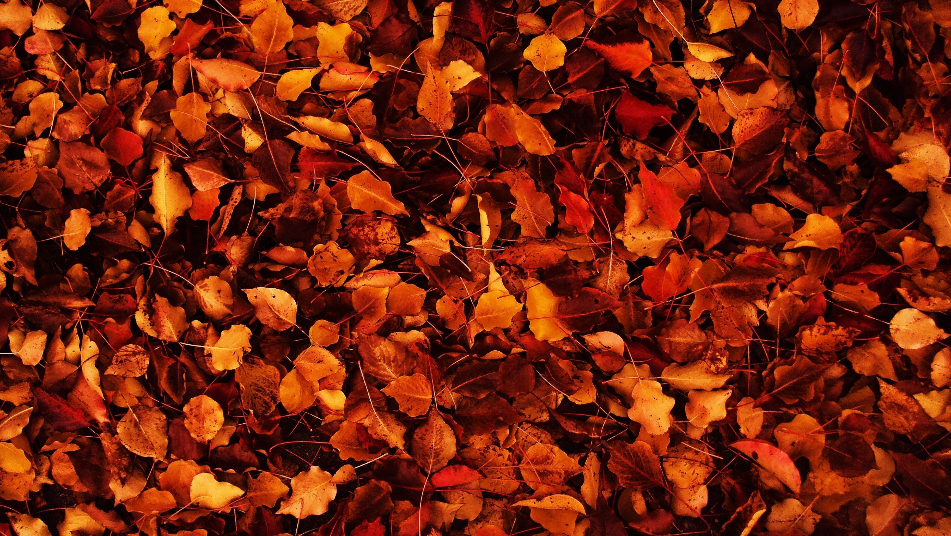 3650x2060 Tumblr Autumn Laptop Wallpaper Free Tumblr Autumn Laptop Background, Desktop