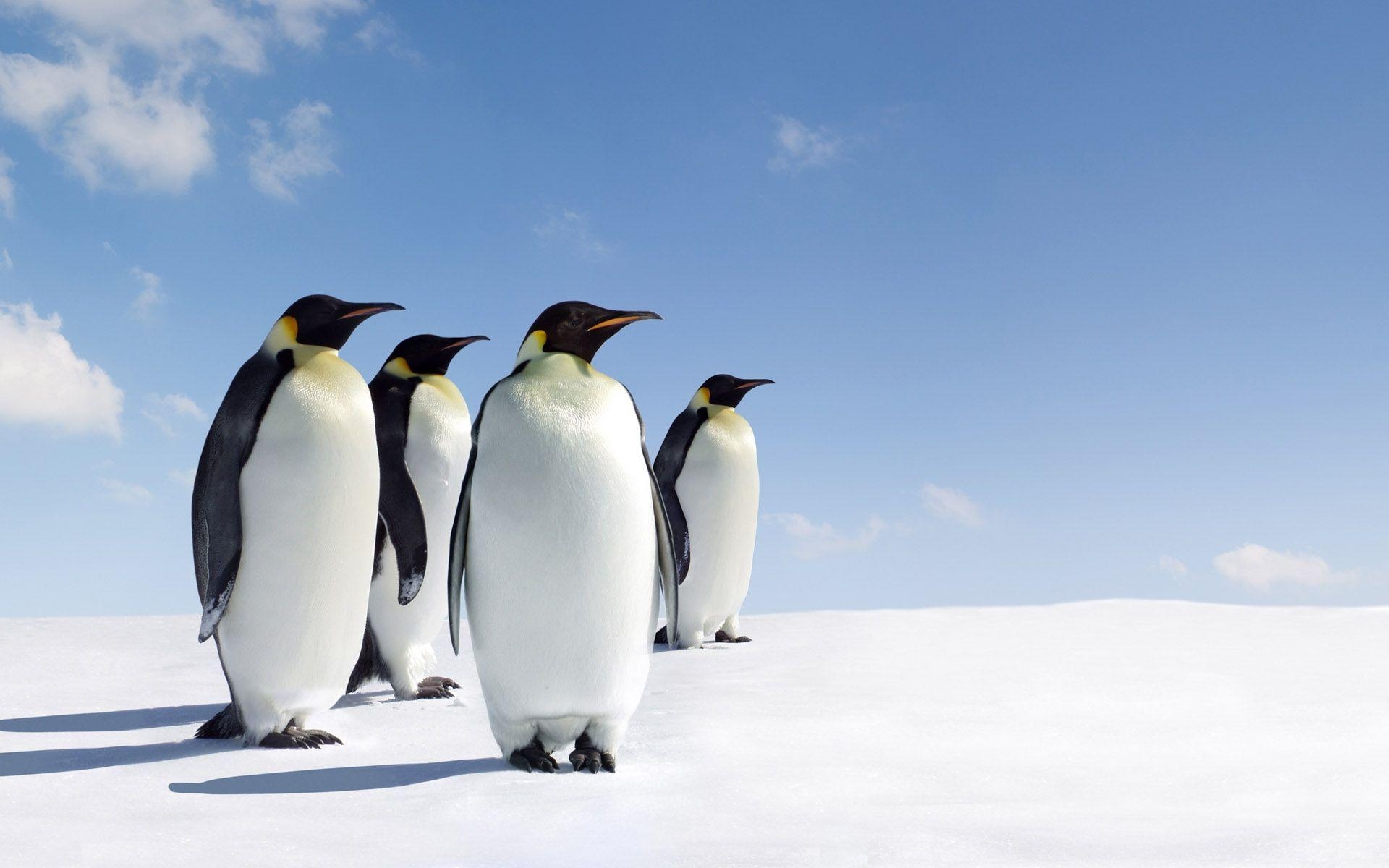 1920x1200 Emperor Penguin HD Wallpaper, Desktop