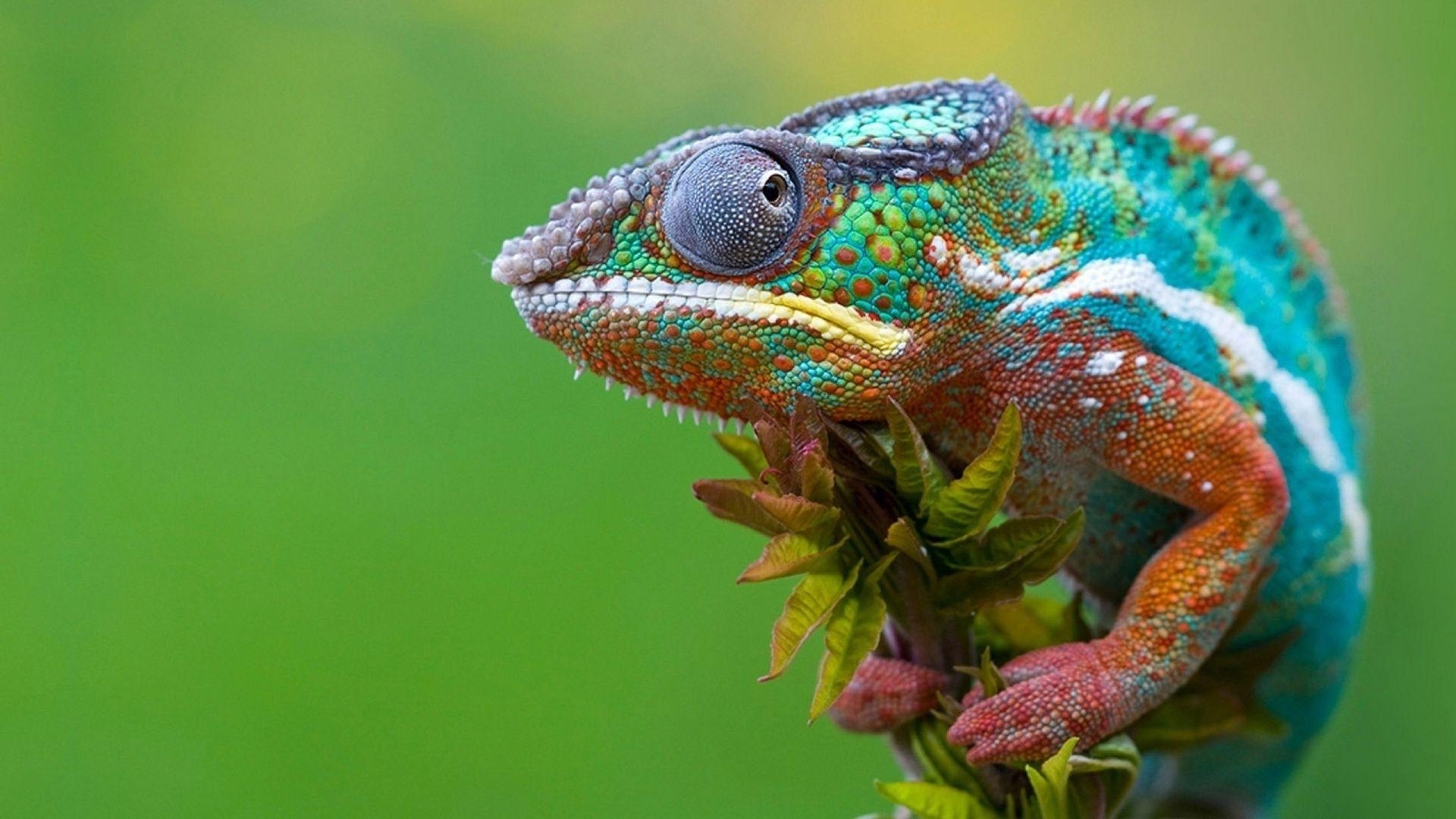 1920x1080 JKS22 HDQ HD Chameleon Wallpaper, HD Chameleon Wallpaper, Desktop