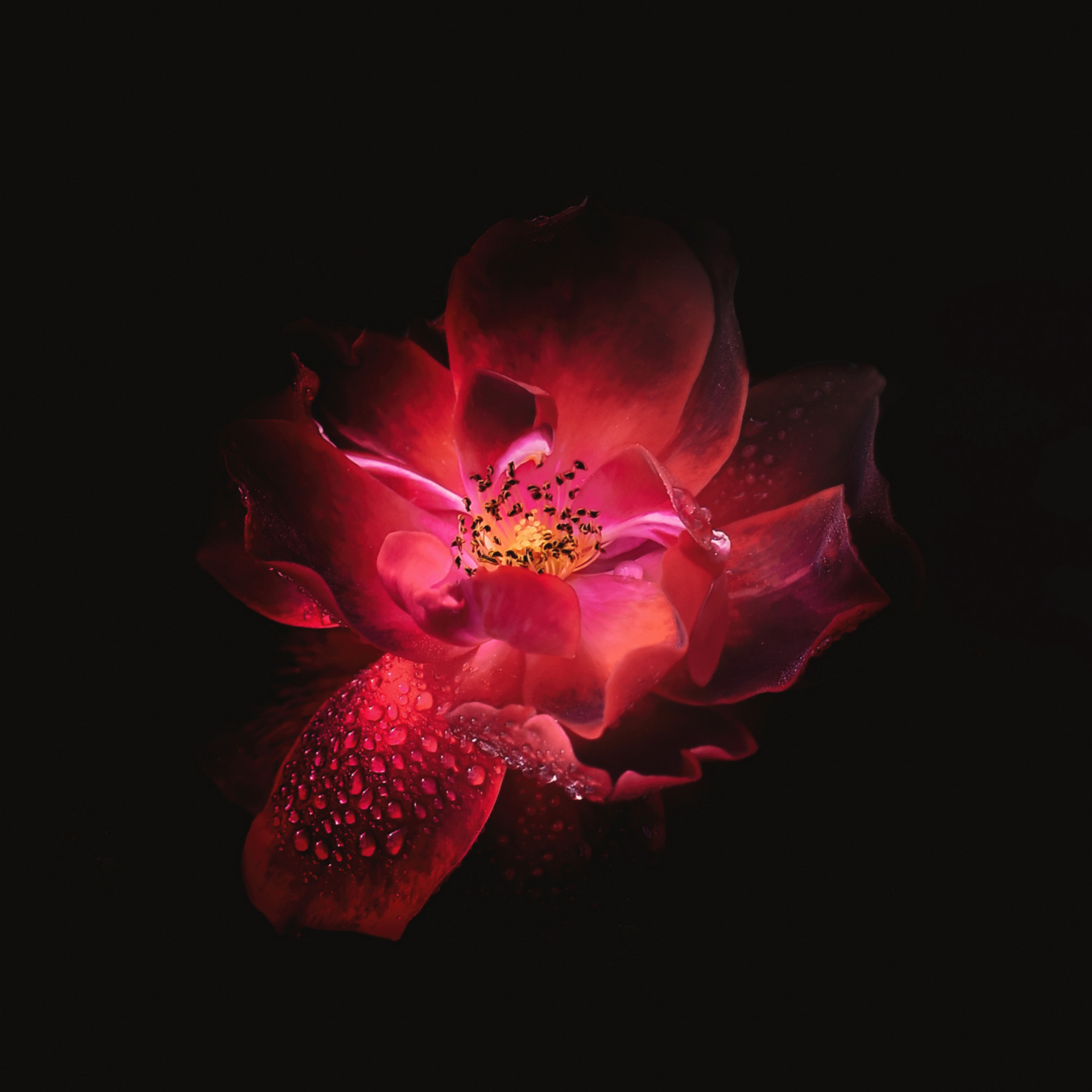 2940x2940 Red Flower Black Background 4k iPad Pro Retina Display HD 4k Wallpaper, Image, Background, Photo and Picture, Phone