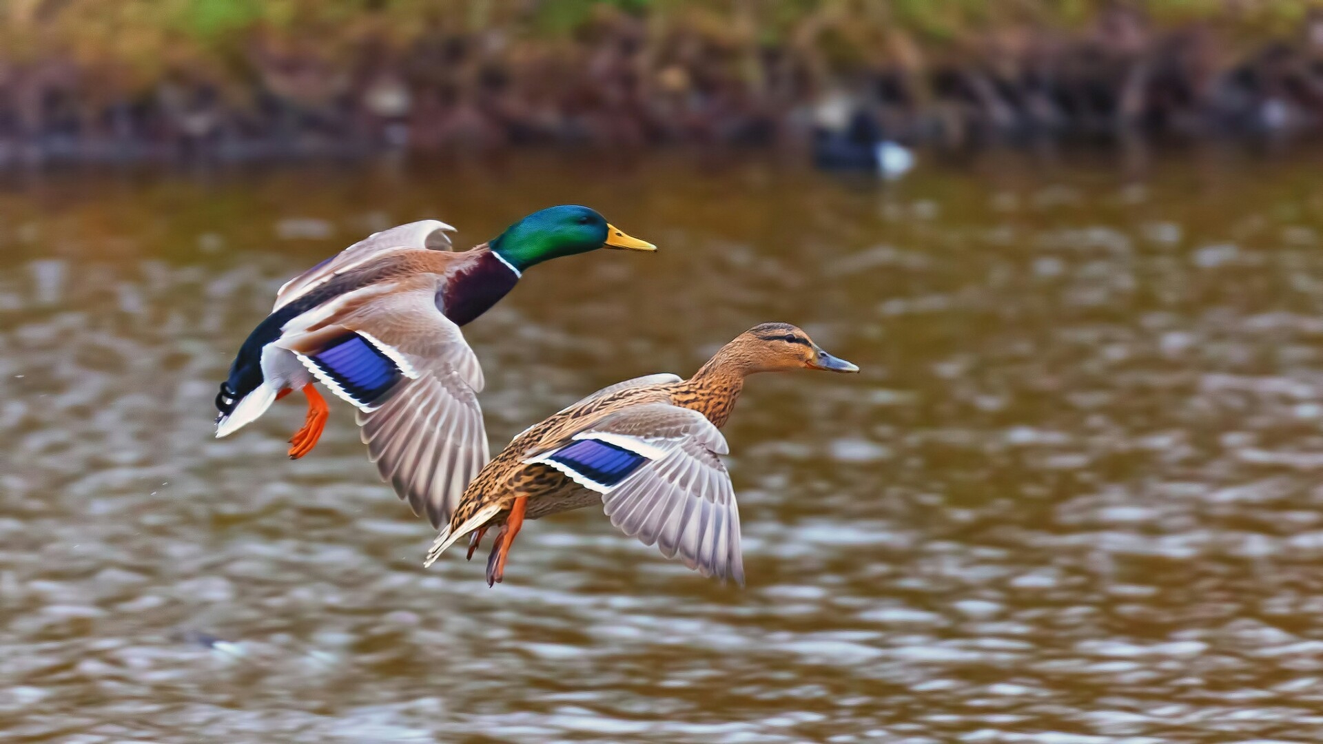 1920x1080 Ducks Unlimited iPhone Wallpaper, Desktop