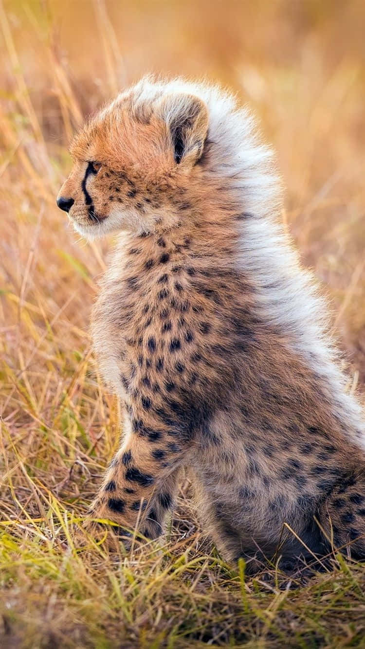 750x1340 Download Caption: Exquisitely Agile: A Cheetah on your iPhone Wallpaper, Phone