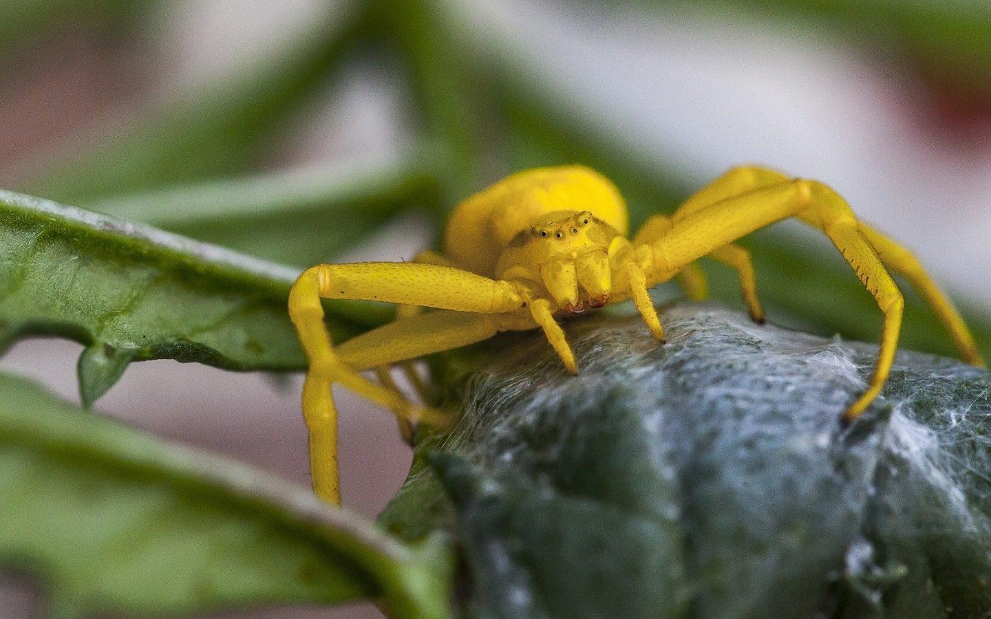 1440x900 Yellow Flower Crab Spider Wallpaper, Desktop