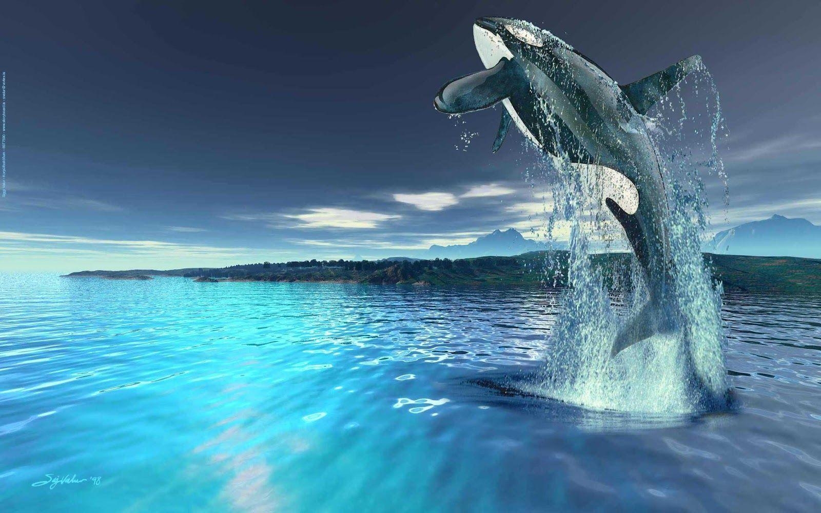 1600x1000 Beautyful Killer Whale Jump Wallpaper, Desktop