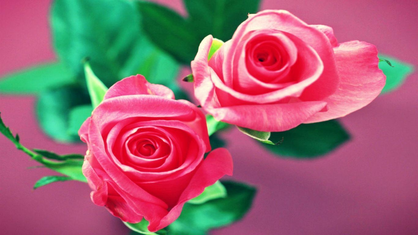 1370x770 beautiful rose flowers desktop wallpaper, Desktop