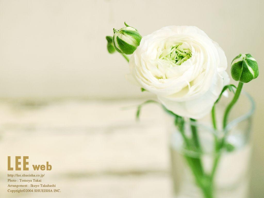 1030x770 White rose Wallpaper Wallpaper 27545, Desktop