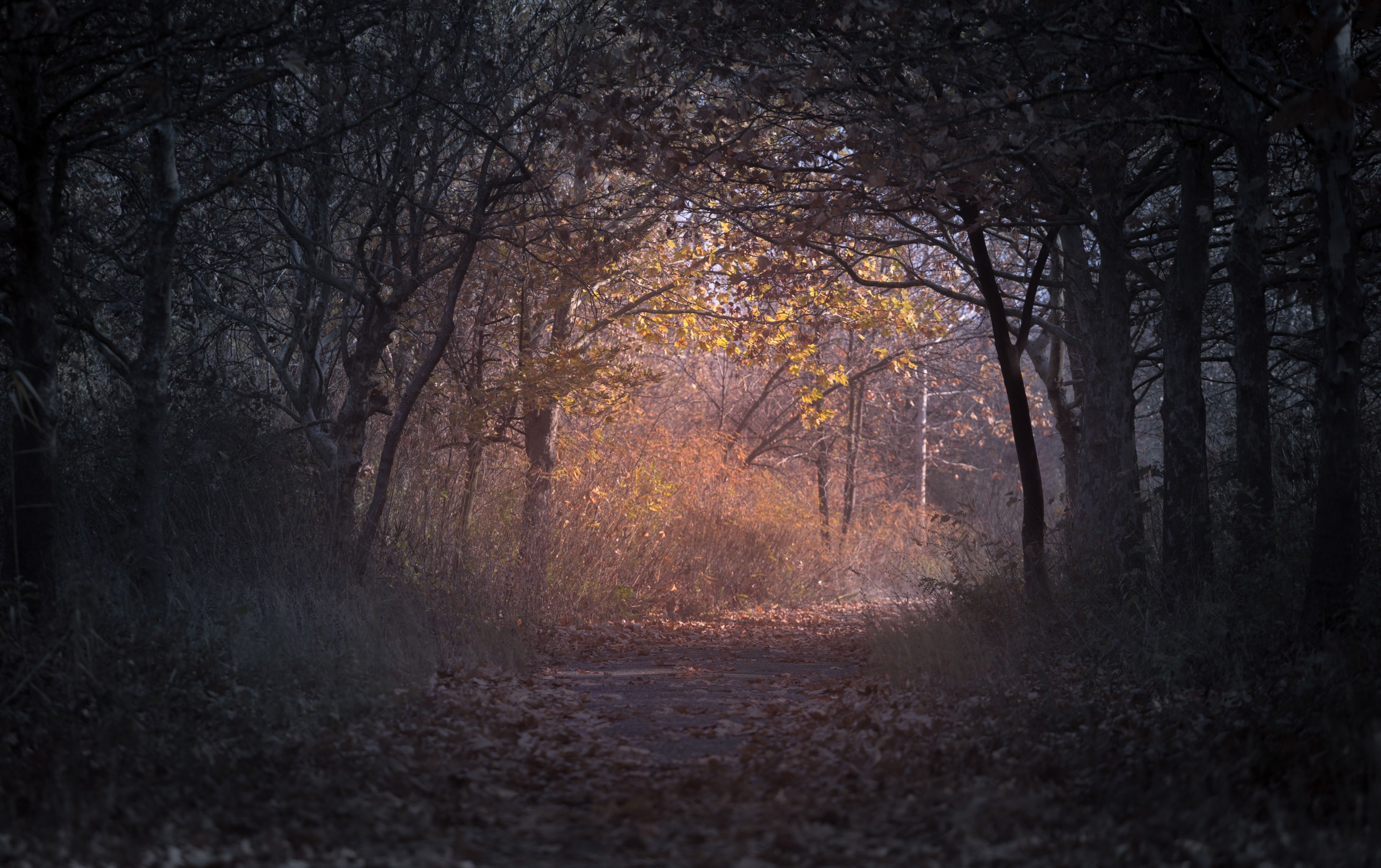 5030x3160 Trees Branch Pathway Dark Autumn Forest Backlit, HD Nature, 4k Wallpaper, Image, Background, Photo and Picture, Desktop