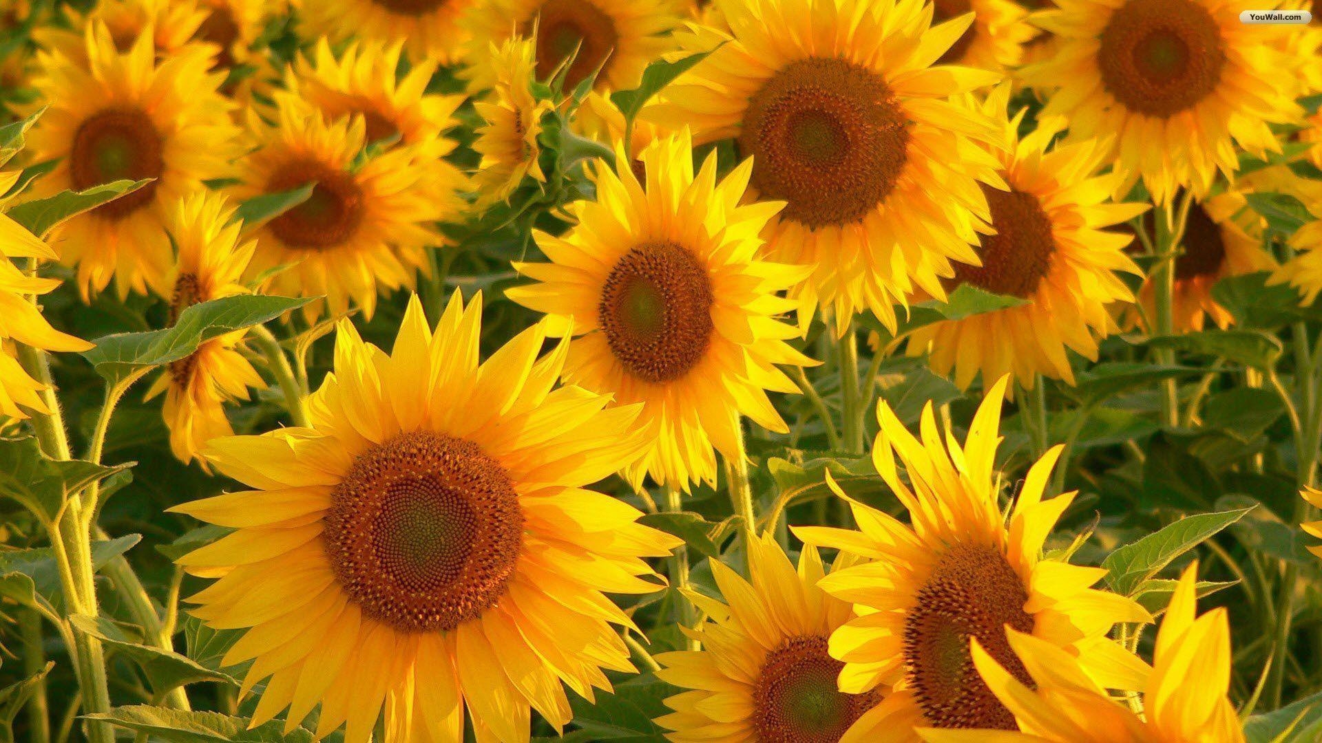 1920x1080 Flowers For > 3D Sunflower Wallpaper For Desktop, Desktop