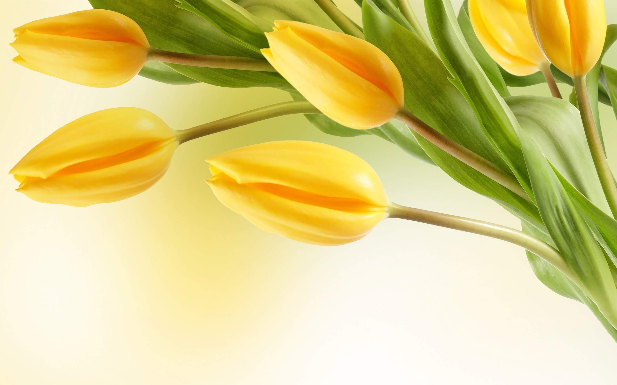 2560x1600 Yellow Flower Wallpaper, Desktop