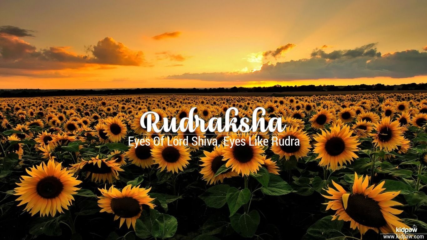 1370x770 Rudraksha Wallpaper HD Wallpaper, Desktop