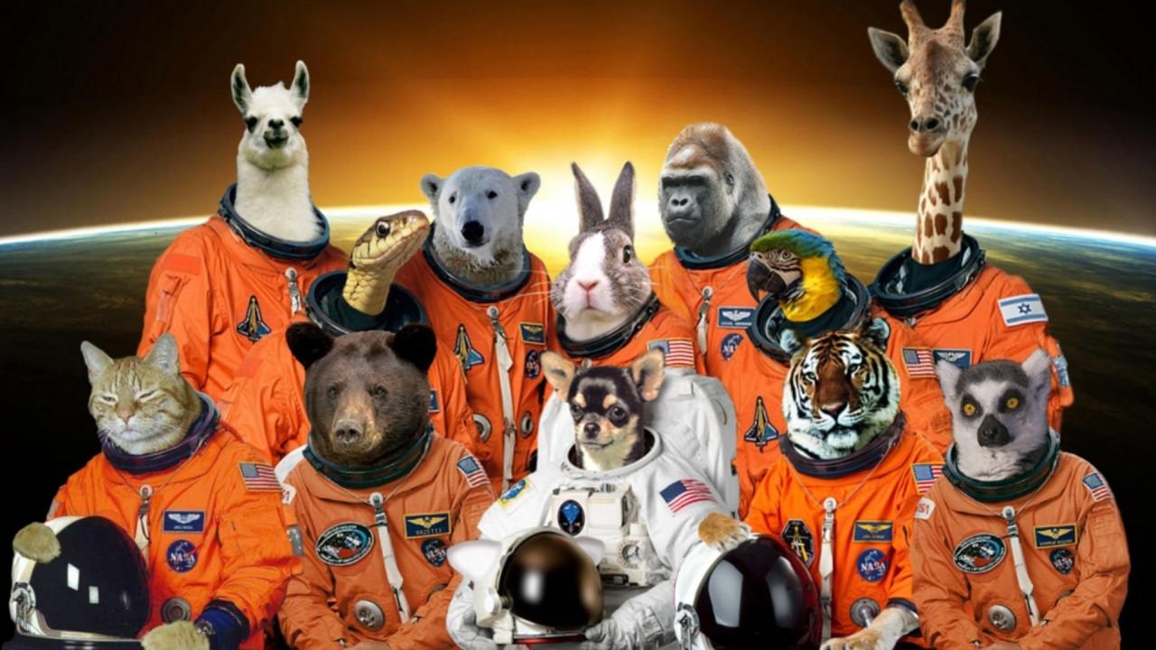 1280x720 Space Animals wallpaper. Space Animals, Desktop