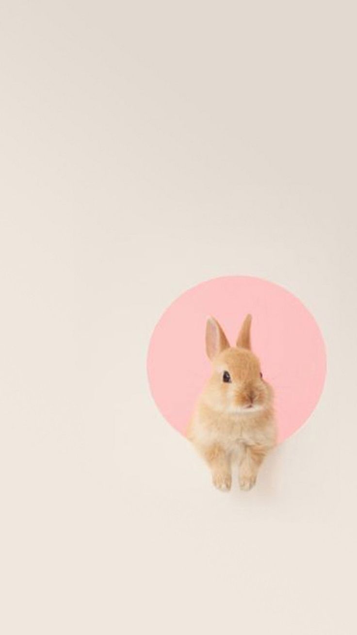 740x1310 Bunny iPhone Wallpaper Free Bunny iPhone Background, Phone