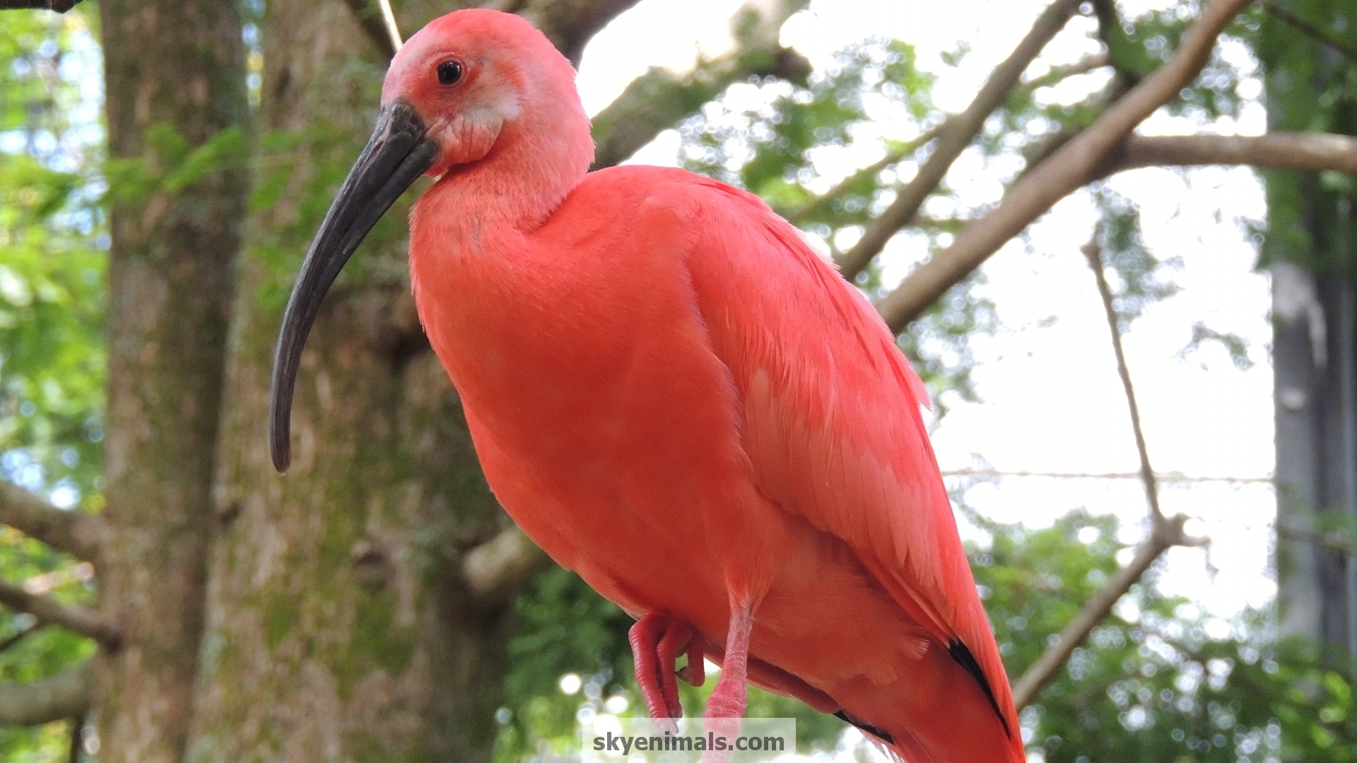 1920x1080 Wallpaper Scarlet Ibis Image, Desktop