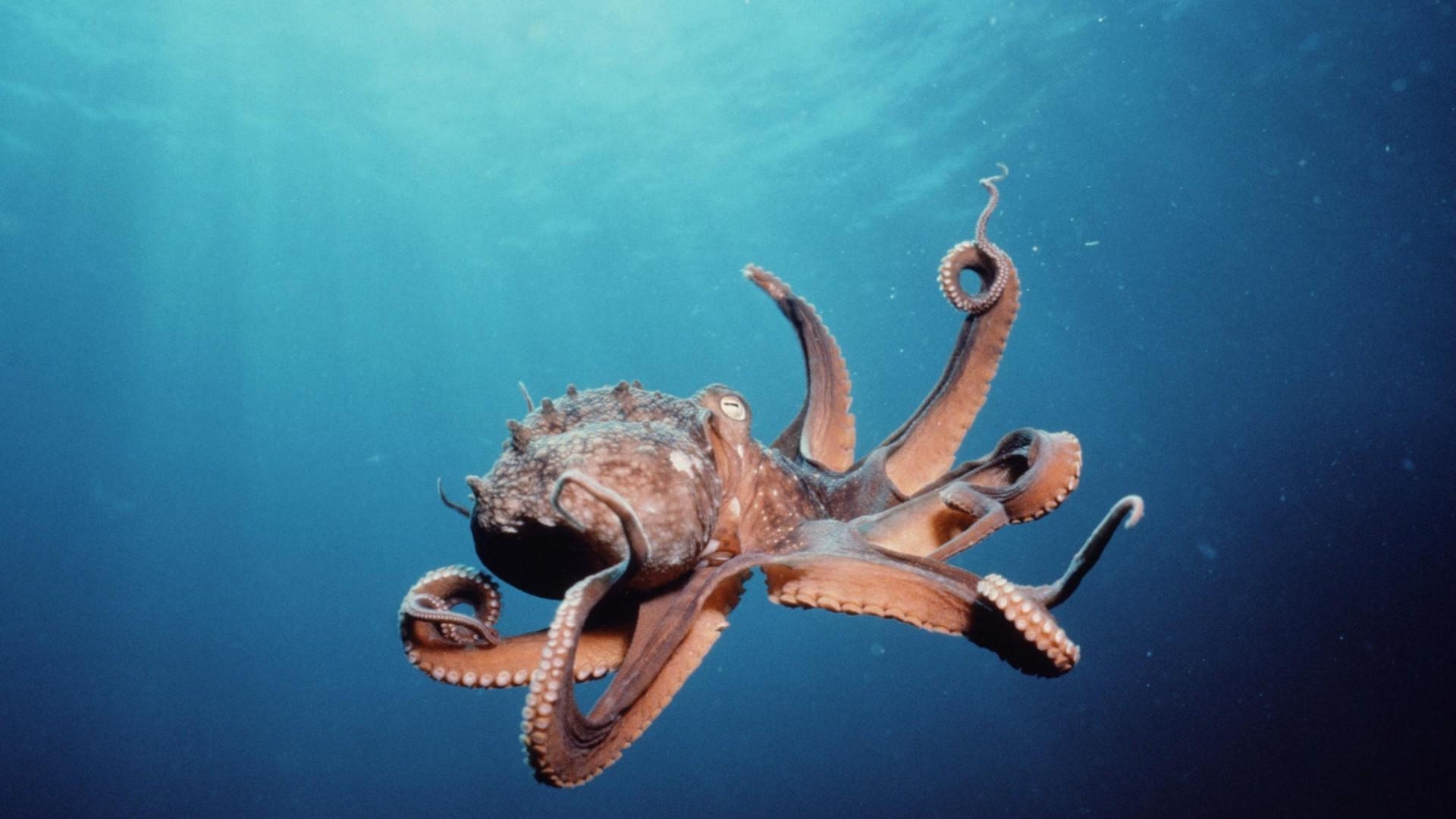 1920x1080 Octopus Wallpaper 19429. Best Free Desktop HD Wallpaper, Desktop