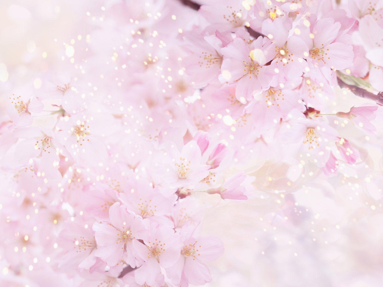 1600x1200 Anime Cherry Blossom Wallpaper Image & Picture, Desktop