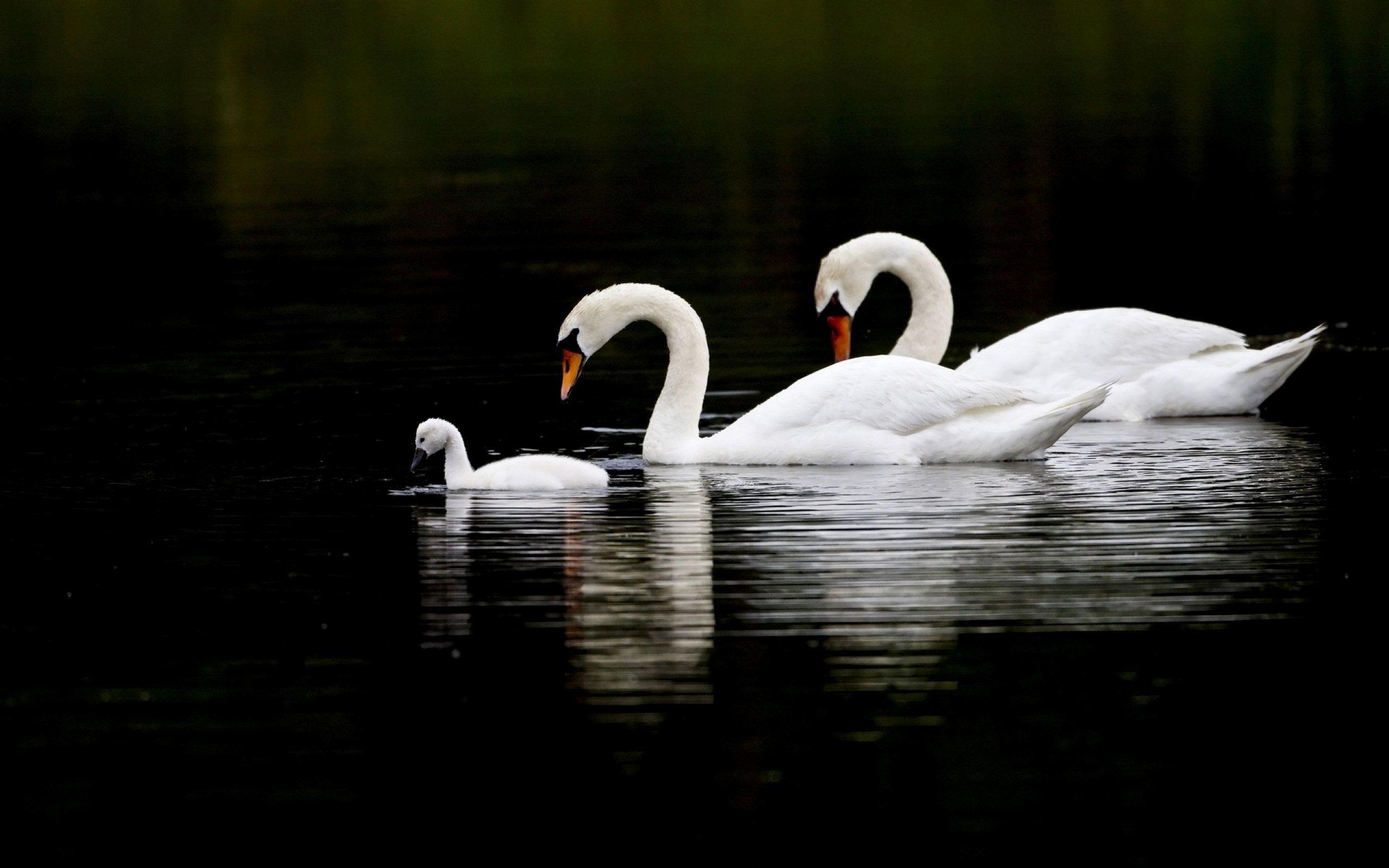 2560x1600 Swans Computer Wallpaper, Desktop Background  Id: 306421, Desktop