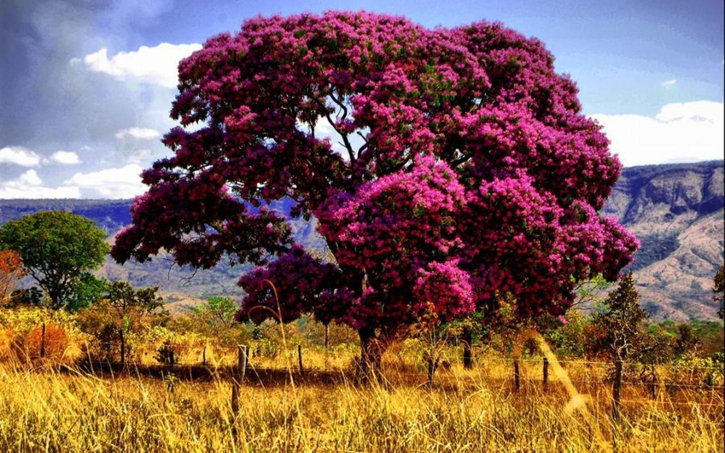 1440x900 Pink tree, Desktop and mobile wallpaper, Desktop