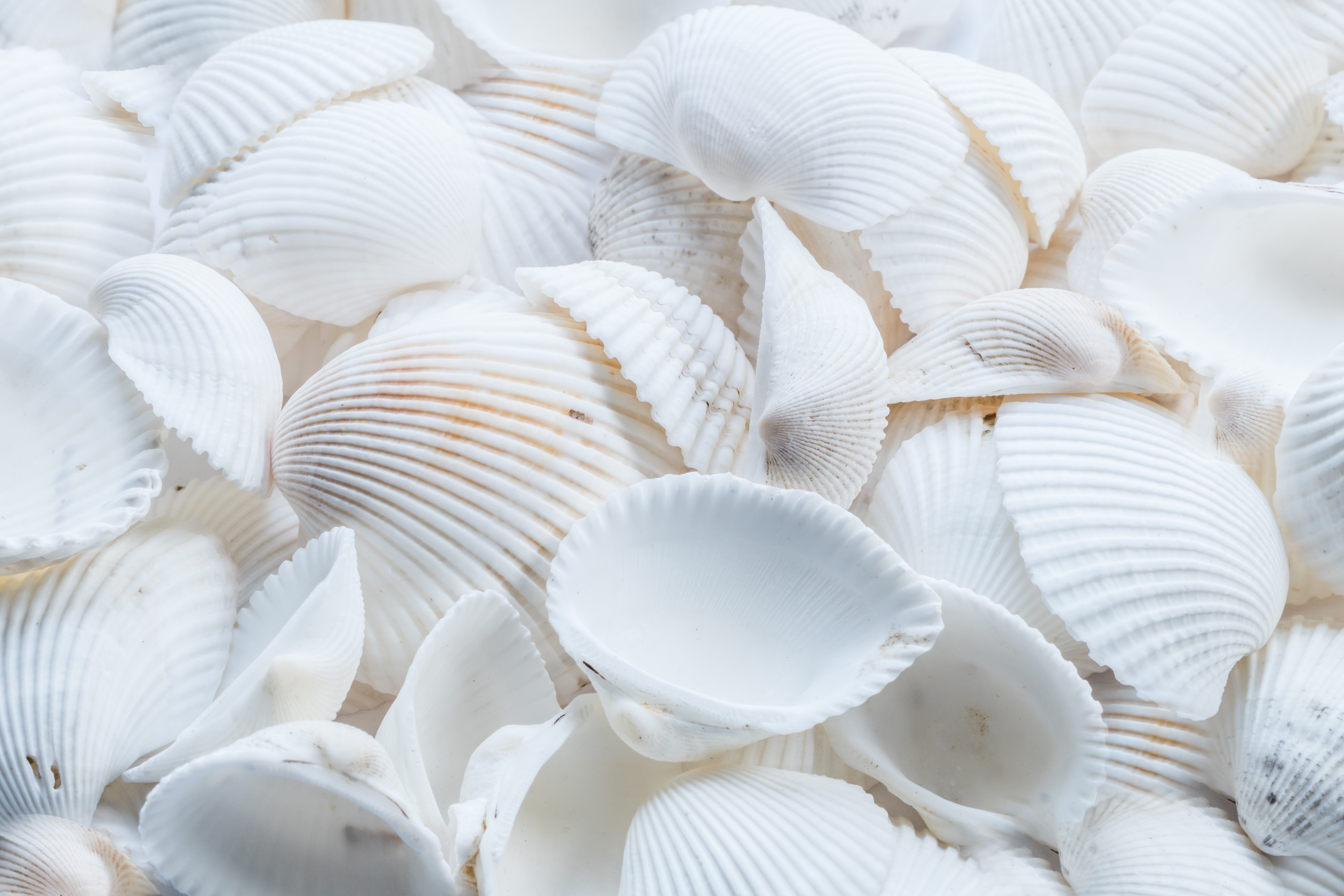 6000x4000 Close Up Photography Of White Shells · Free, Desktop