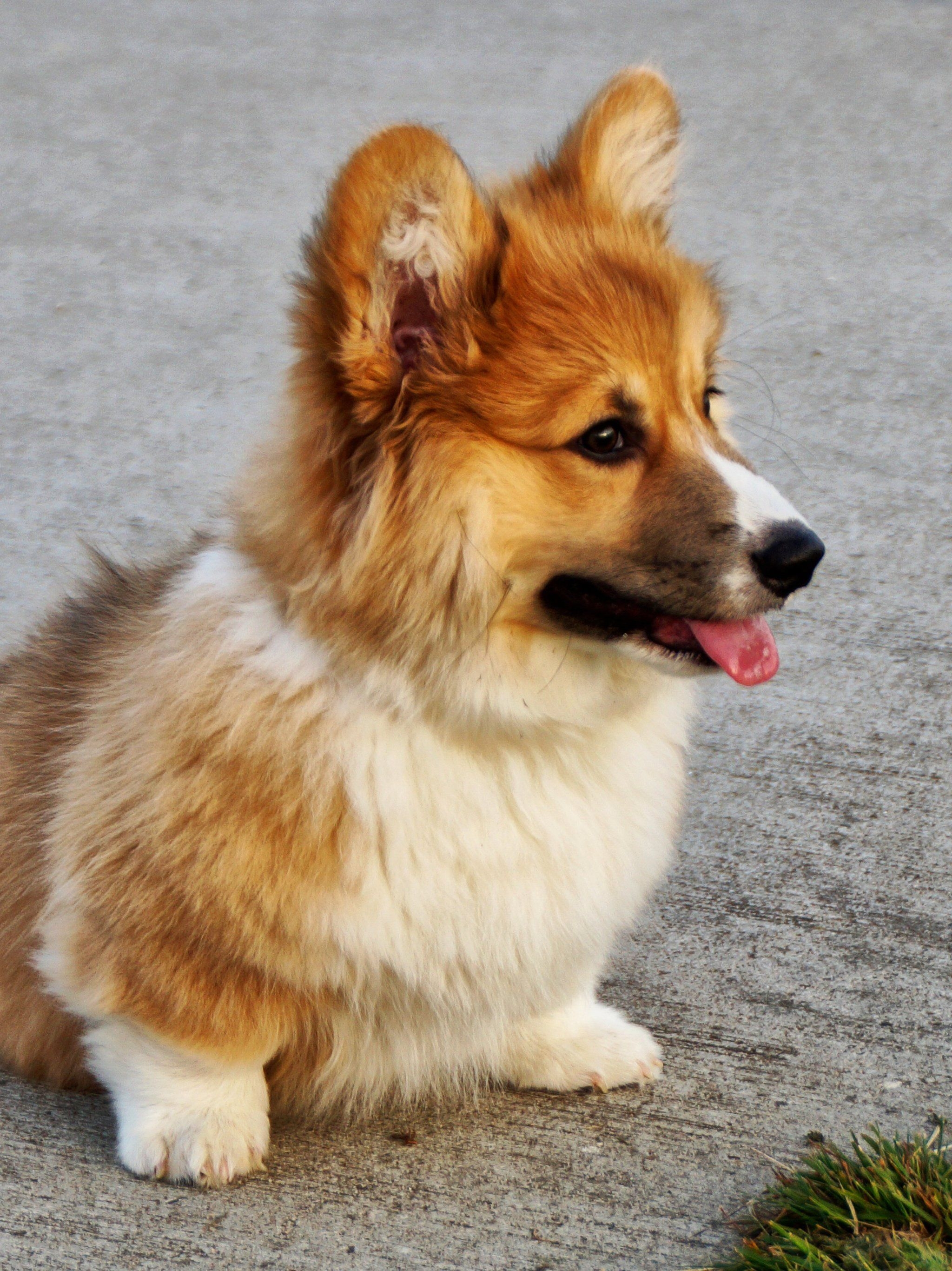 2050x2740 Corgi Wallpaper, Android & Desktop Background, Phone