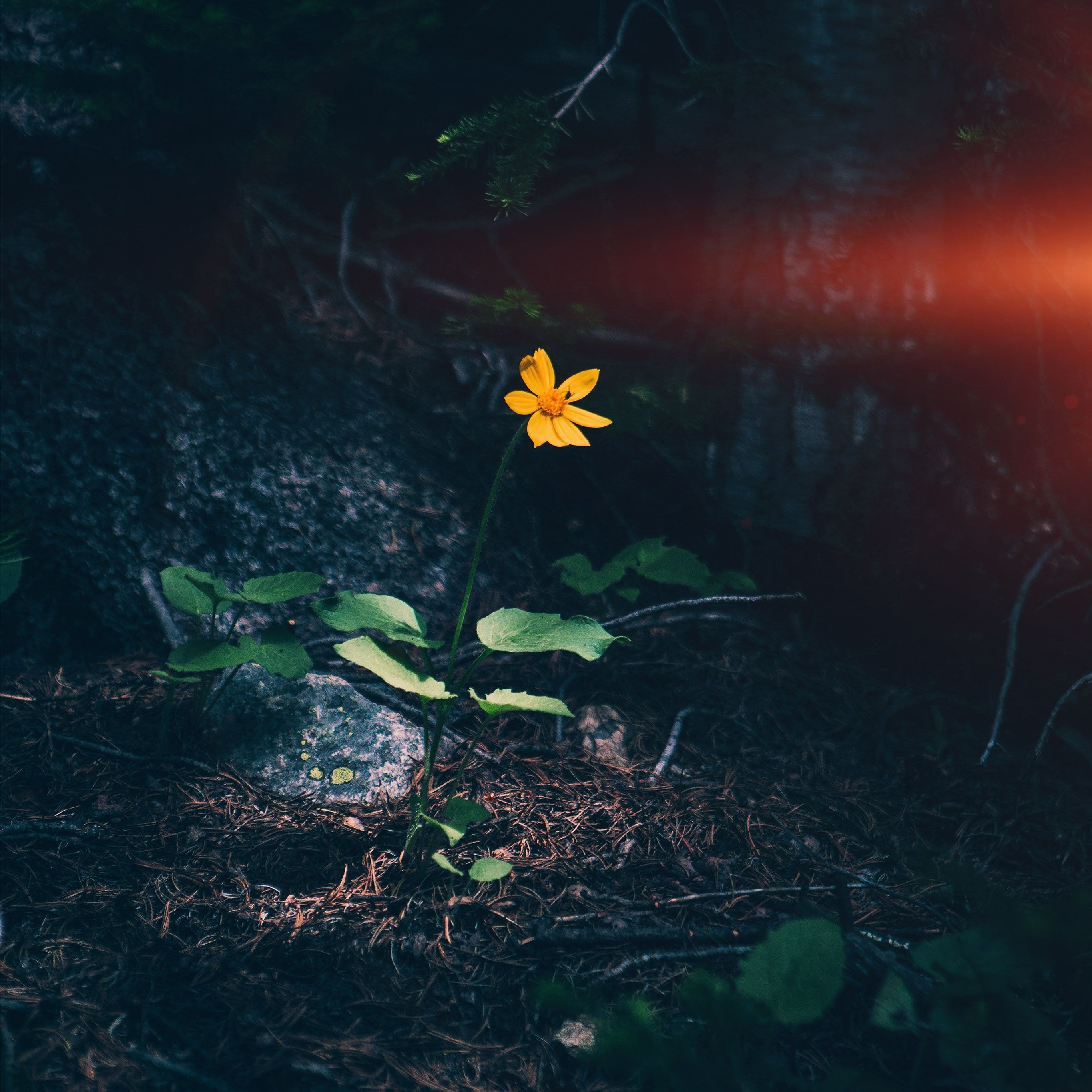 2740x2740 Flower Orange Forest Wood Lonely Dark Nature Flare Wallpaper, Phone