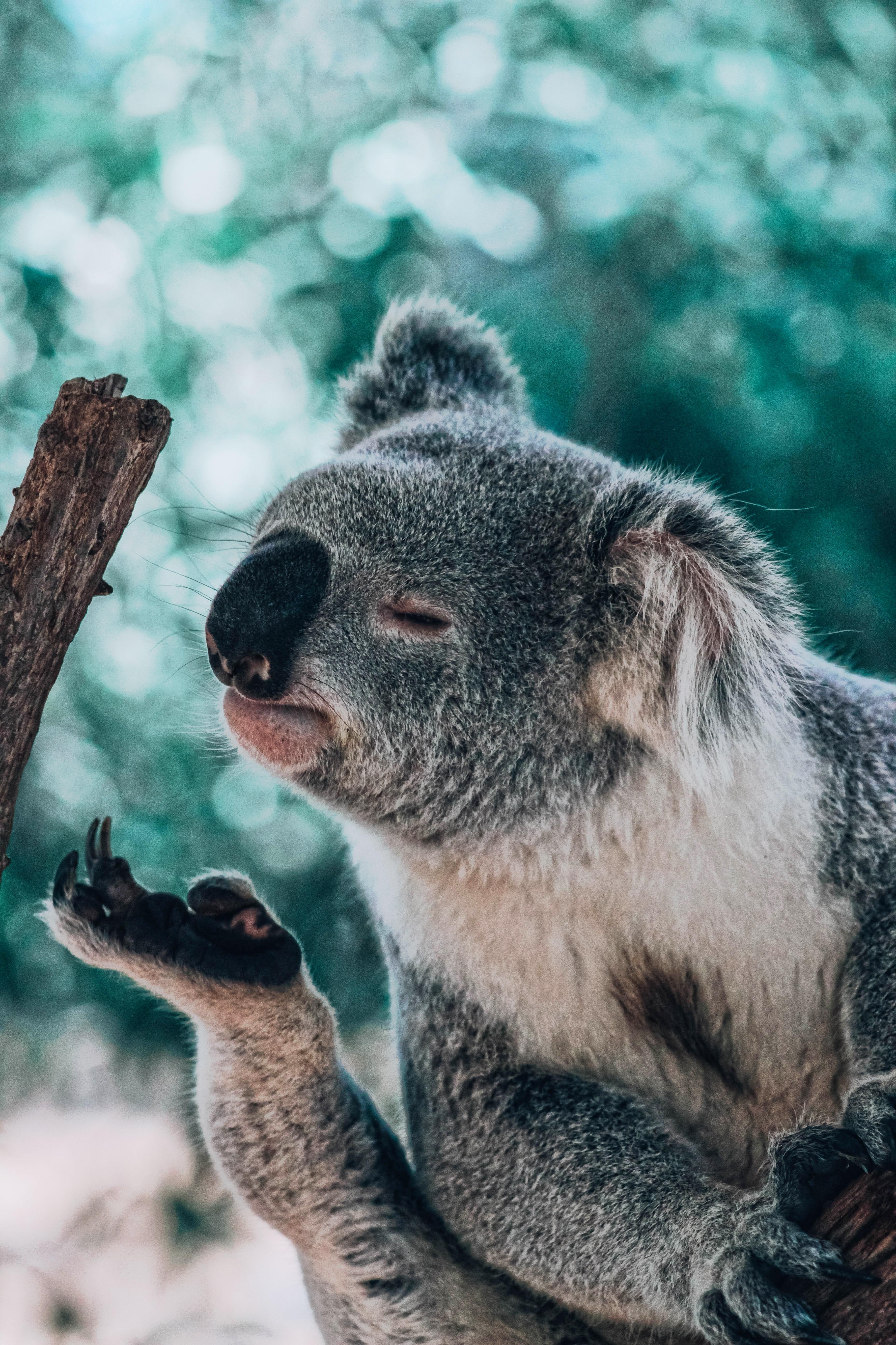 3460x5190 Koala Picture. Download Free Image, Phone