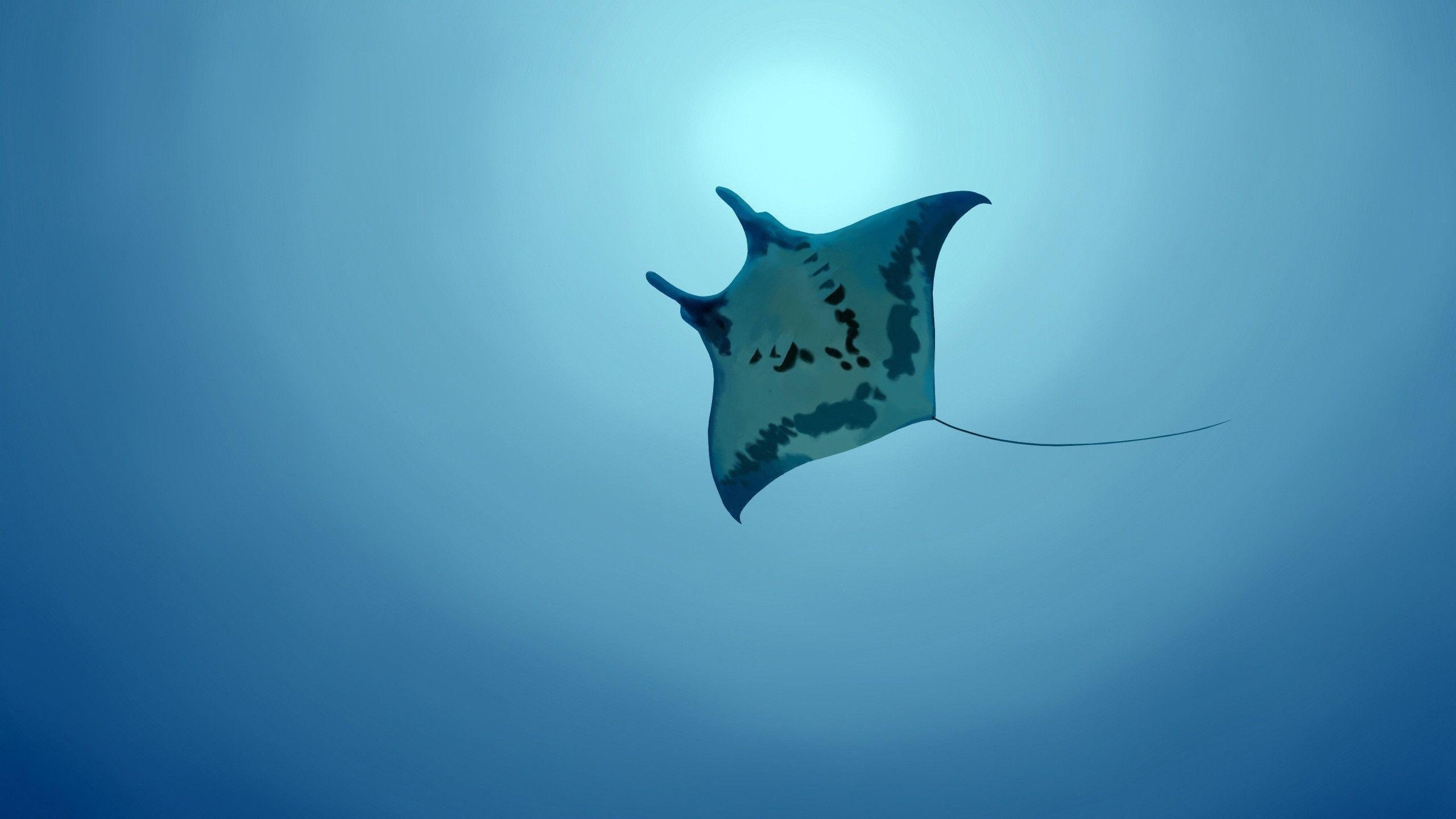 2560x1440 Stingray Wallpaper, Desktop