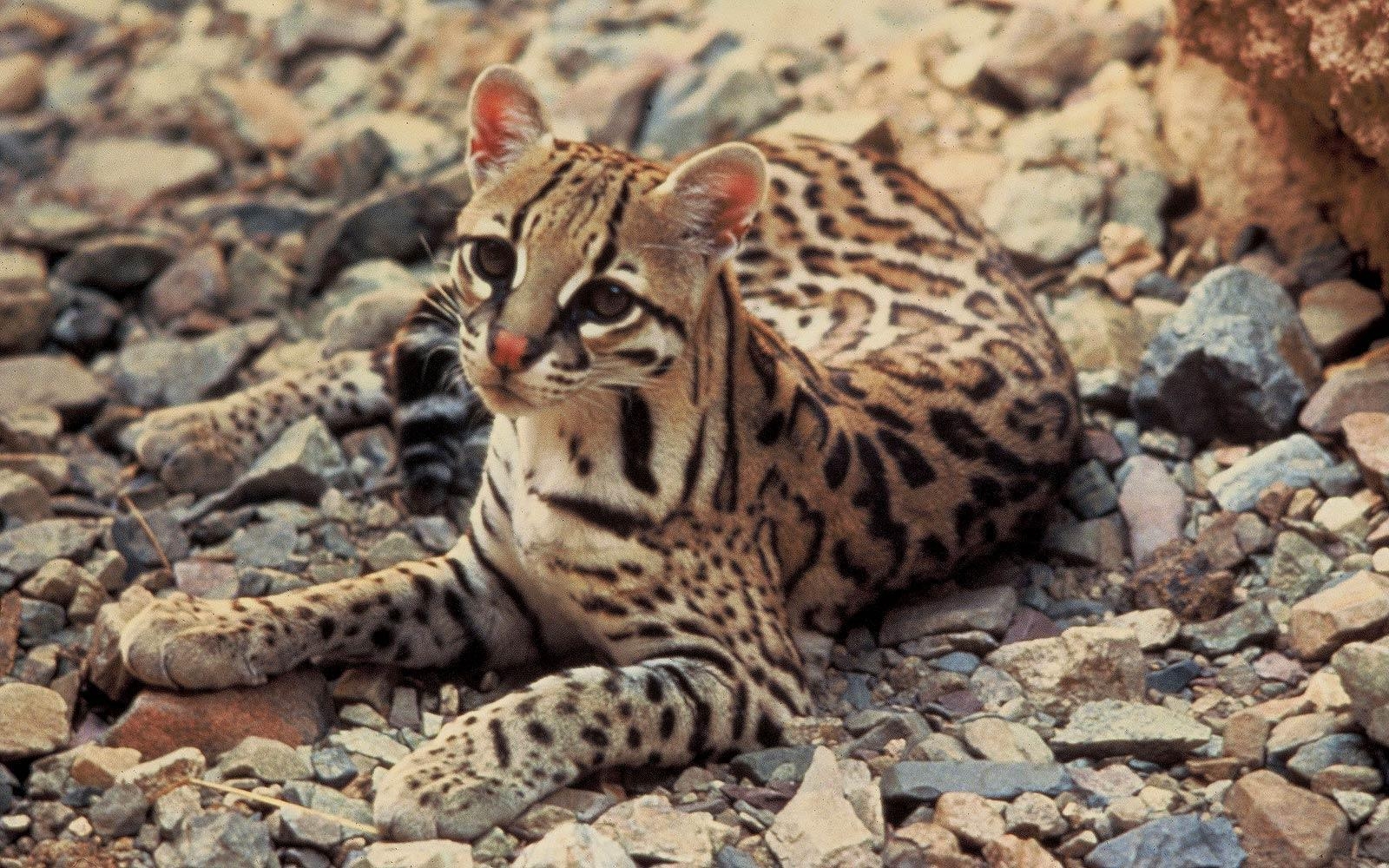 1600x1000 ocelot wild cat wallpaper, Desktop