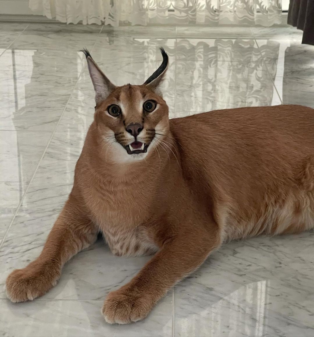 1080x1160 big floppa ideas. caracal cat, caracal, cats, Phone