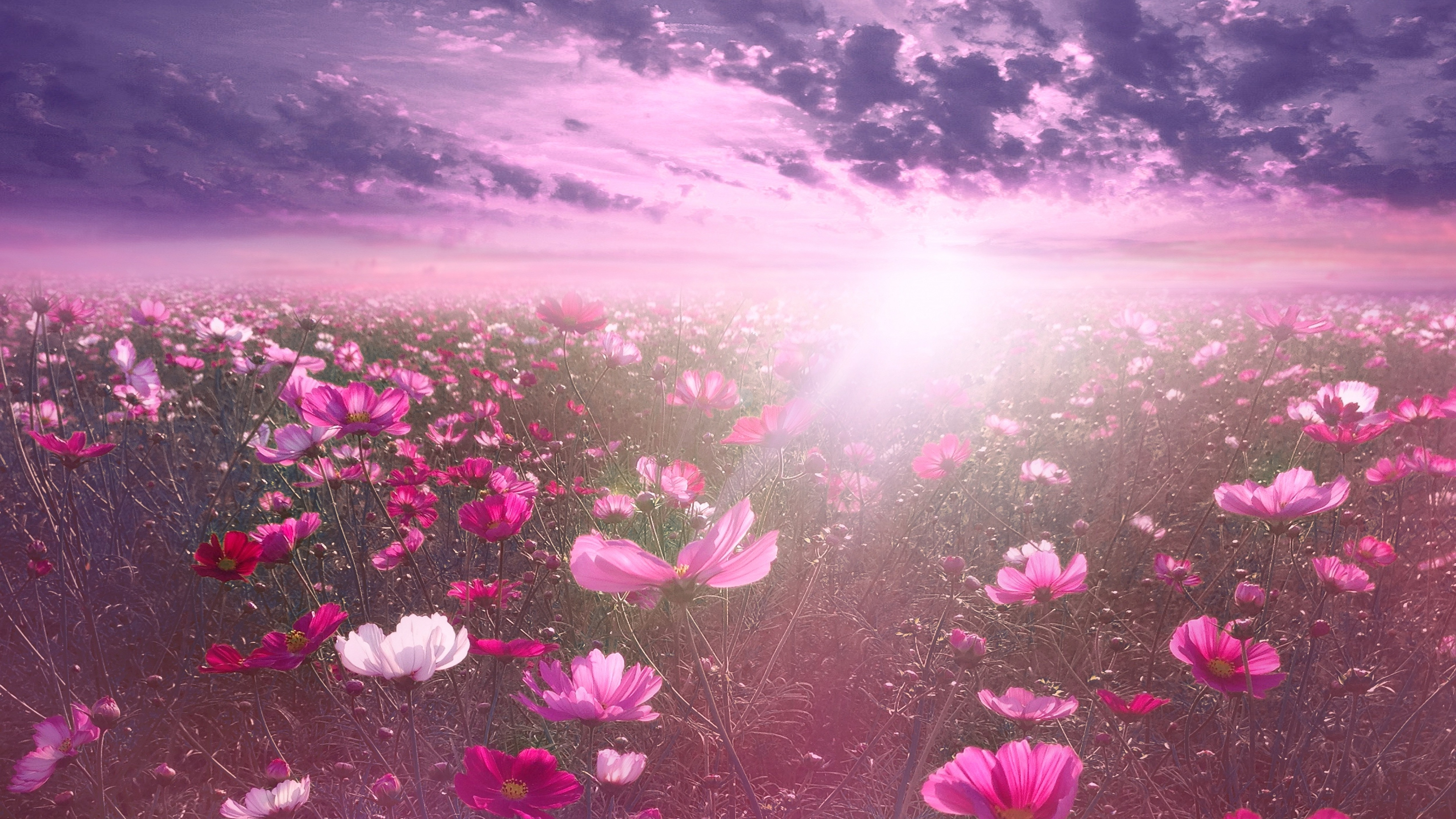 5120x2880 Pink flower Wallpaper 4K, Cosmos, Desktop