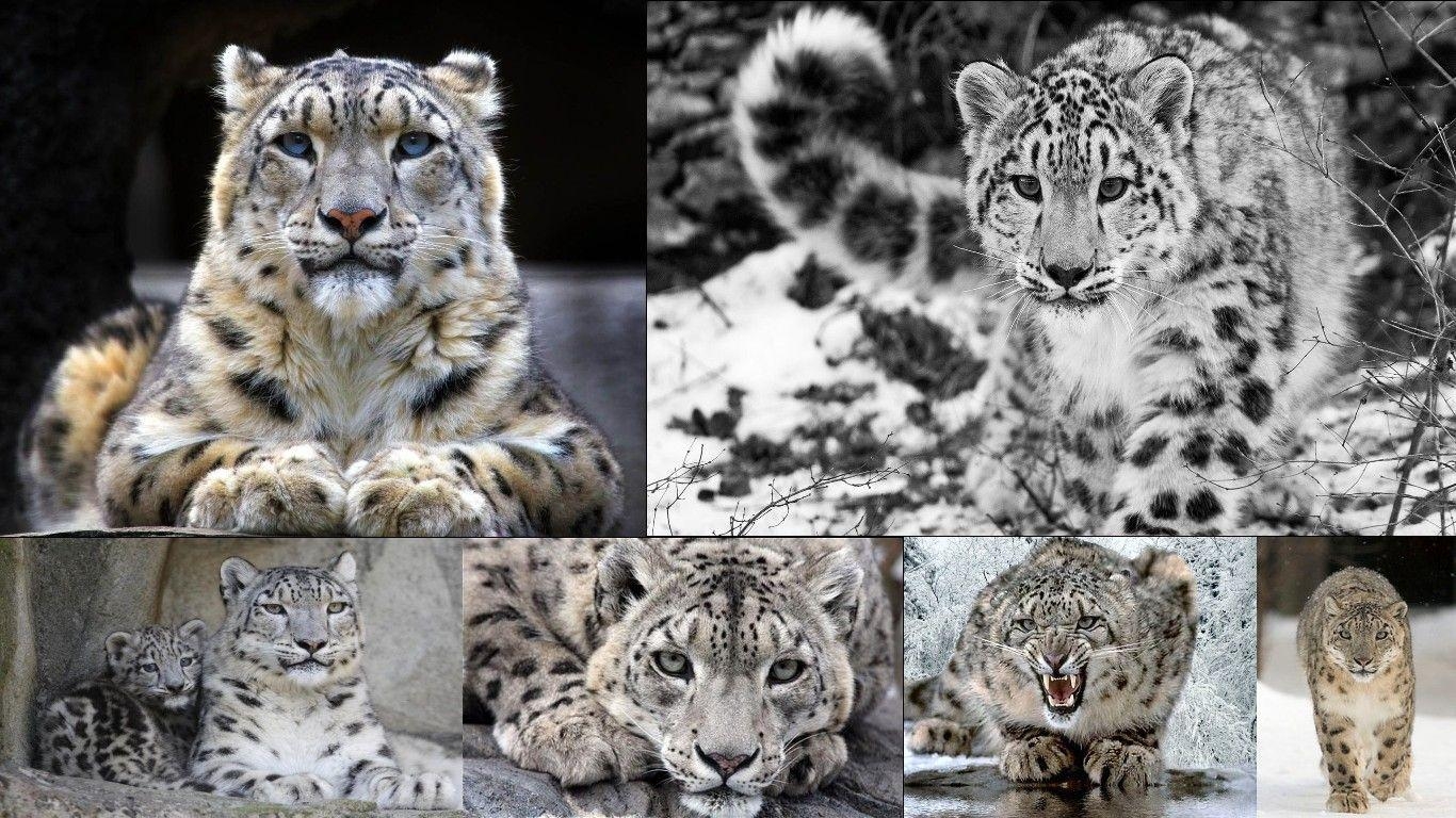 1370x770 Snow Leopard Wallpaper. Snow Leopard Background, Desktop