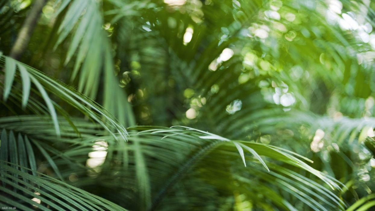 1250x700 Close Up Nature Bokeh Rainforest Palm Leaves Wallpaperx1080, Desktop