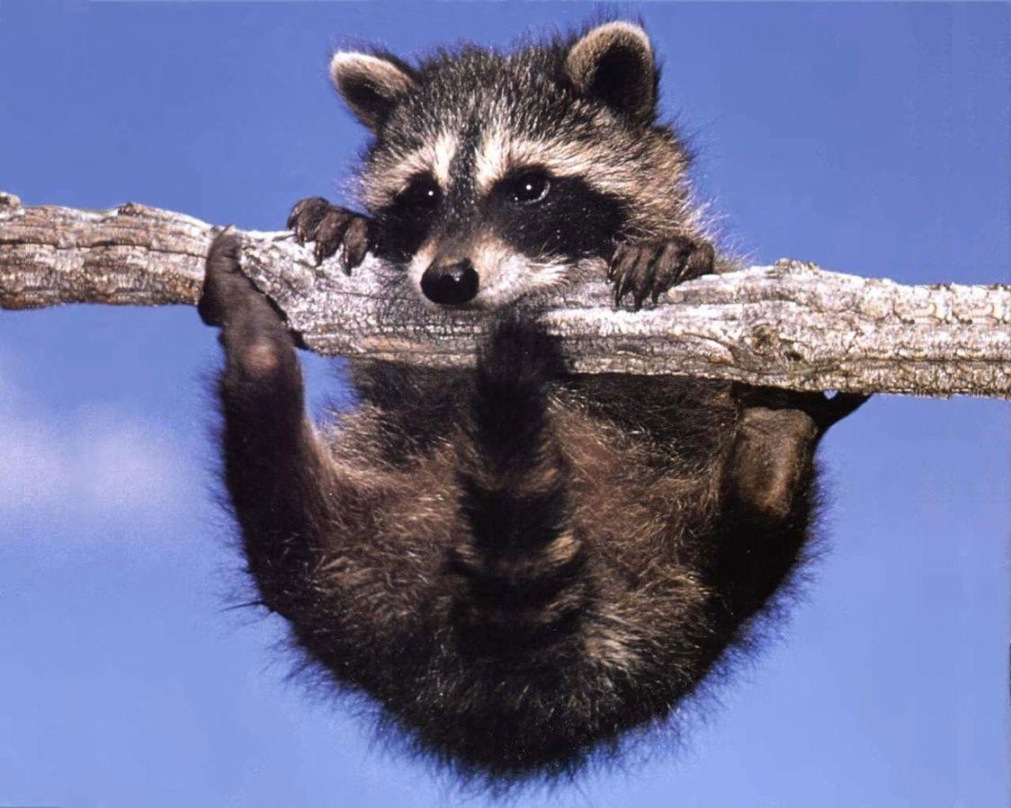 1130x900 Raccoon Animals Wallpaper, Desktop