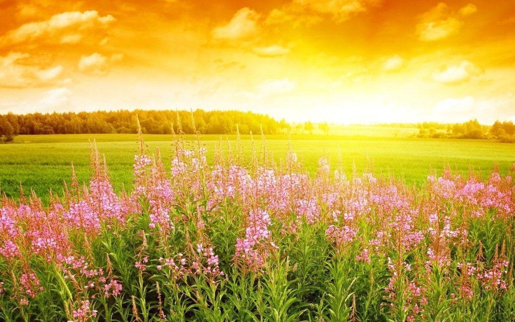 1030x640 Spring Season Wallpaper Background, wallpaper, Spring Season, Desktop