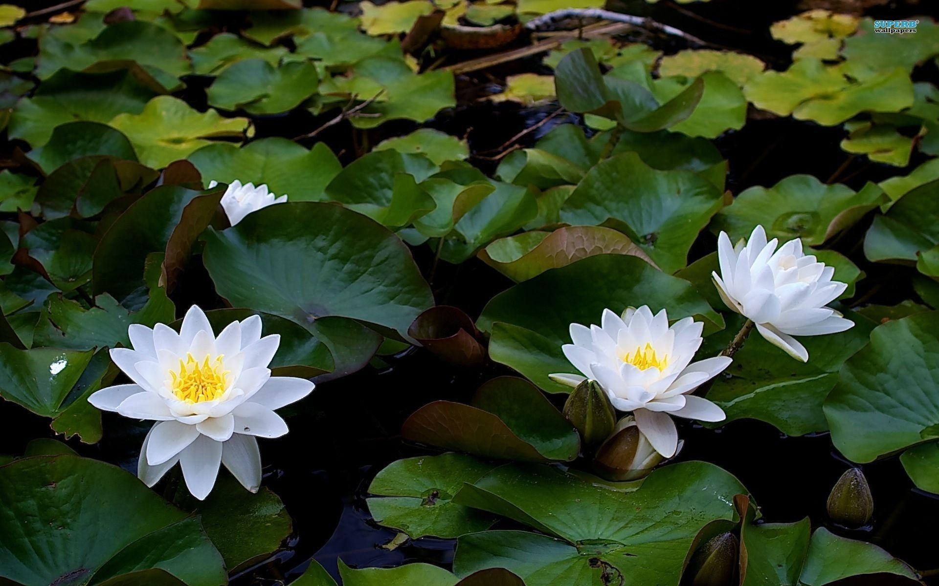 1920x1200 Flowers For > Water Lily Flower Wallpaper, Desktop